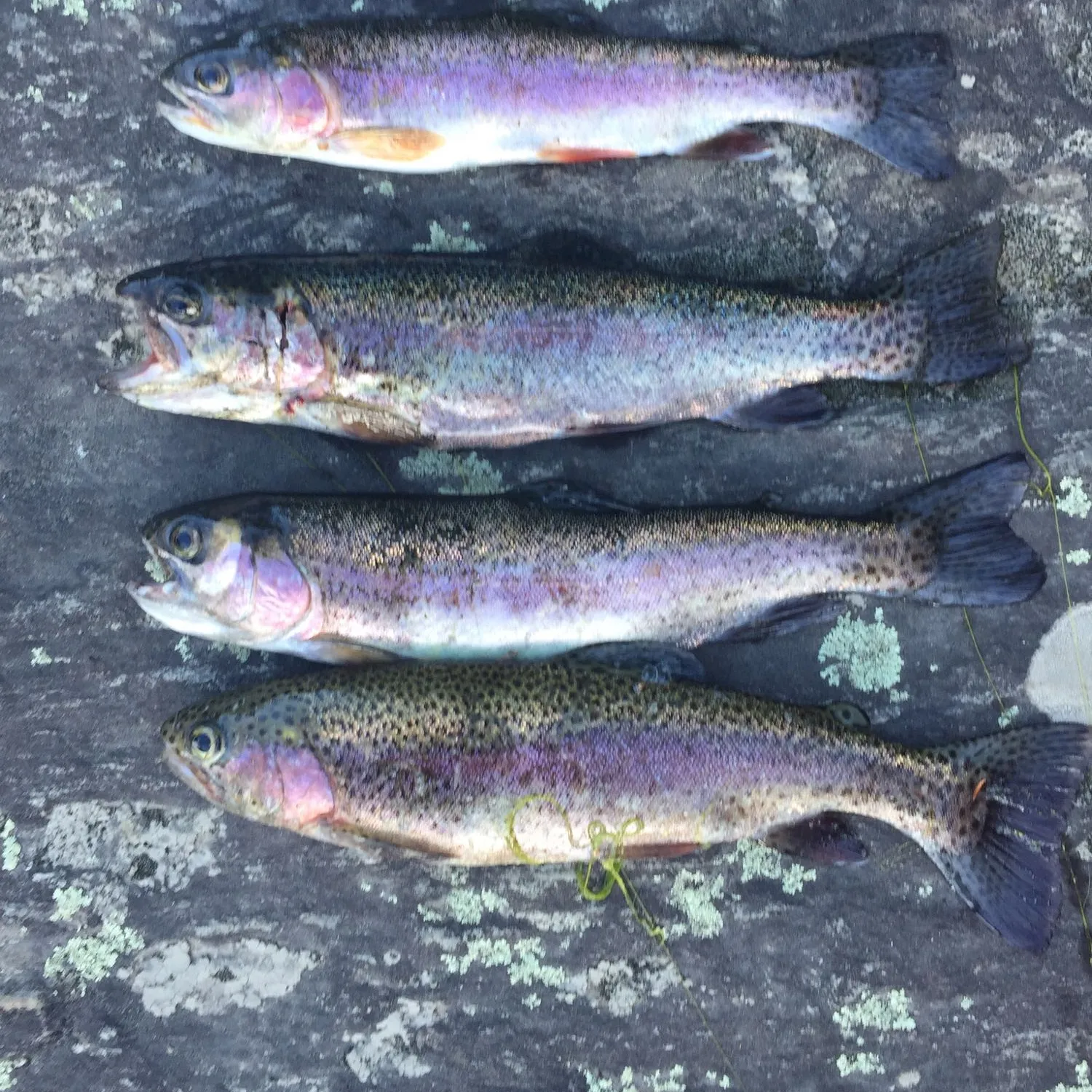 recently logged catches