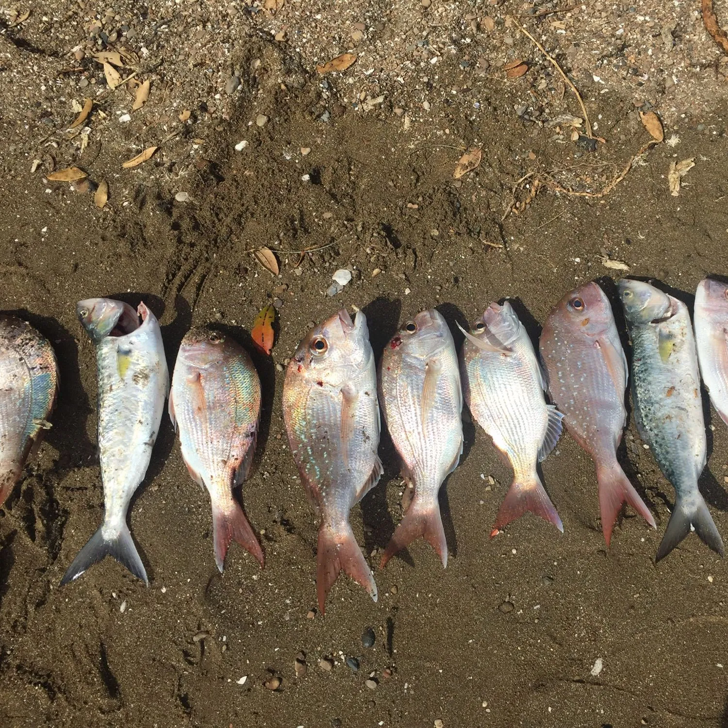 recently logged catches