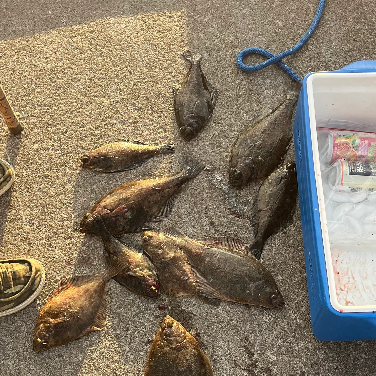 recently logged catches