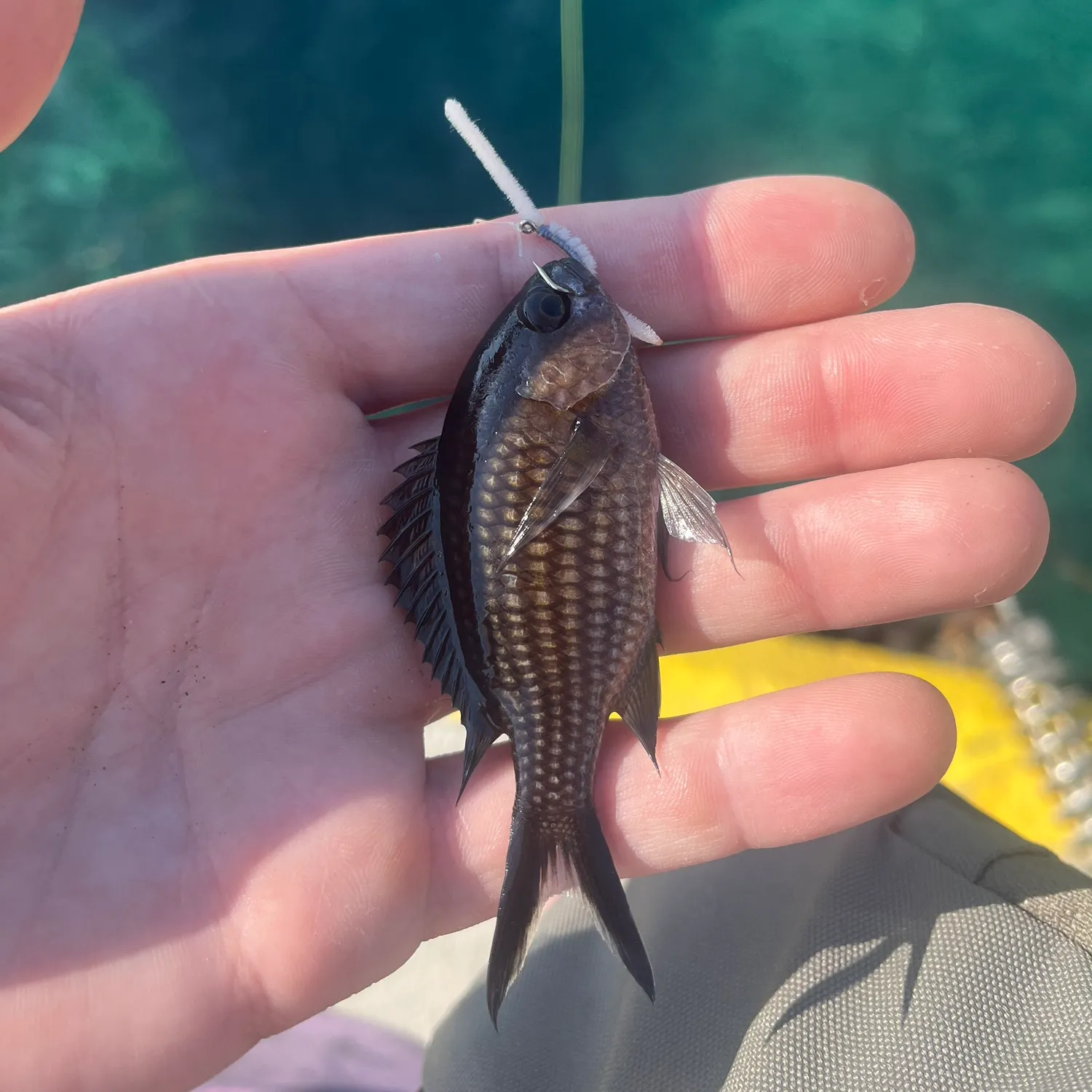 The most popular recent Mediterranean chromis catch on Fishbrain