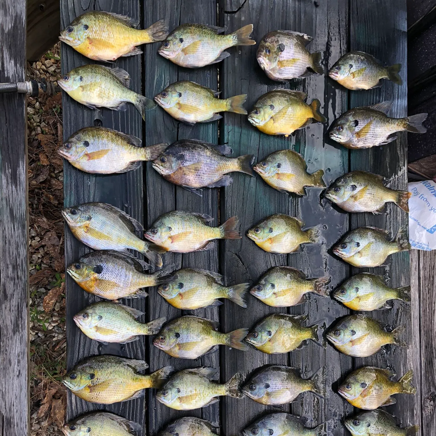 recently logged catches