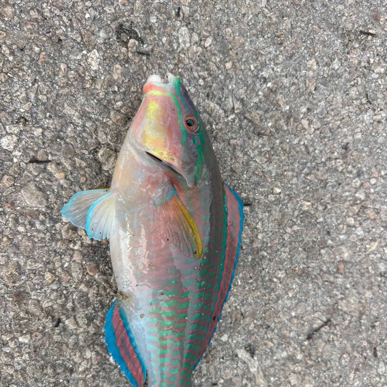 The most popular recent Queen parrotfish catch on Fishbrain