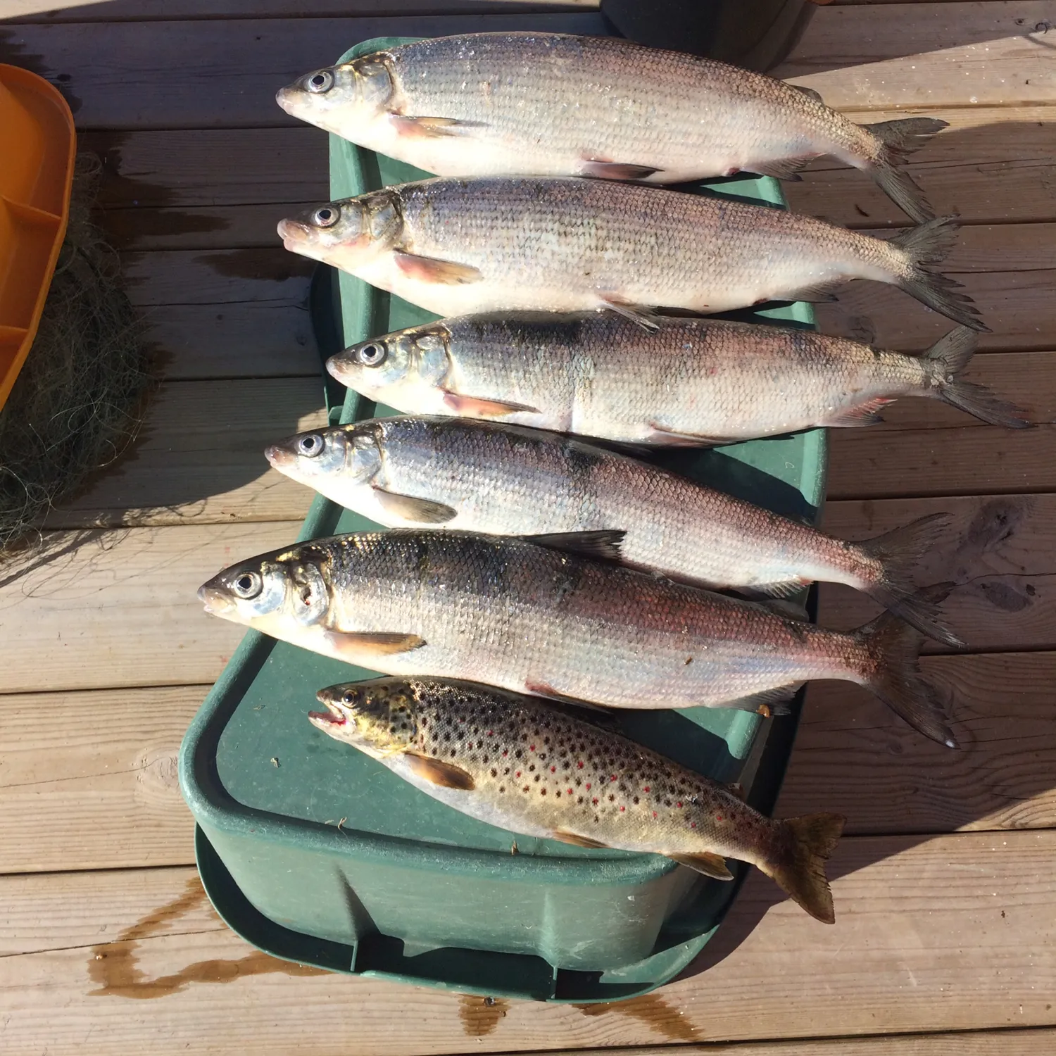 recently logged catches