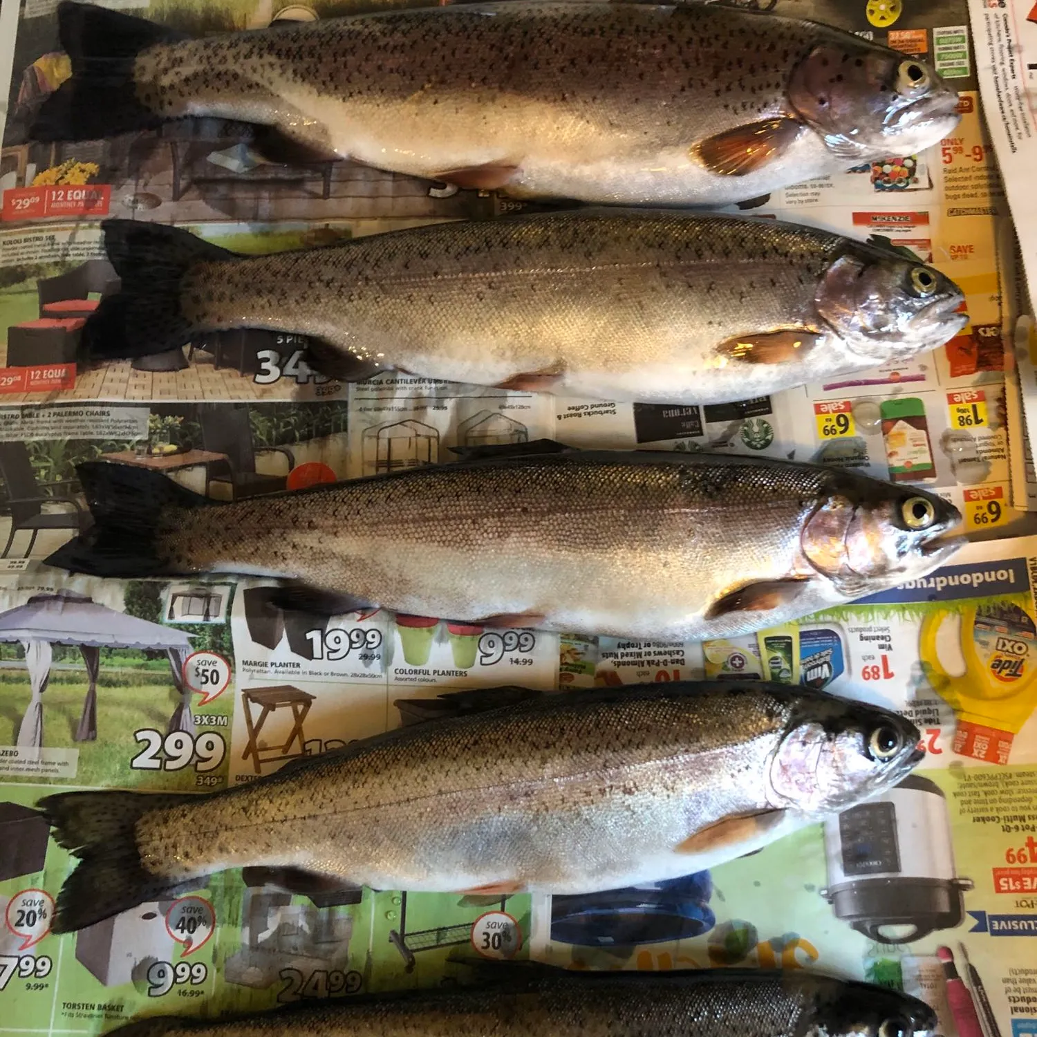 recently logged catches