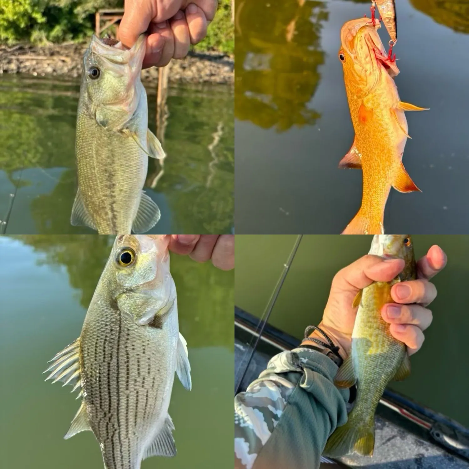 recently logged catches