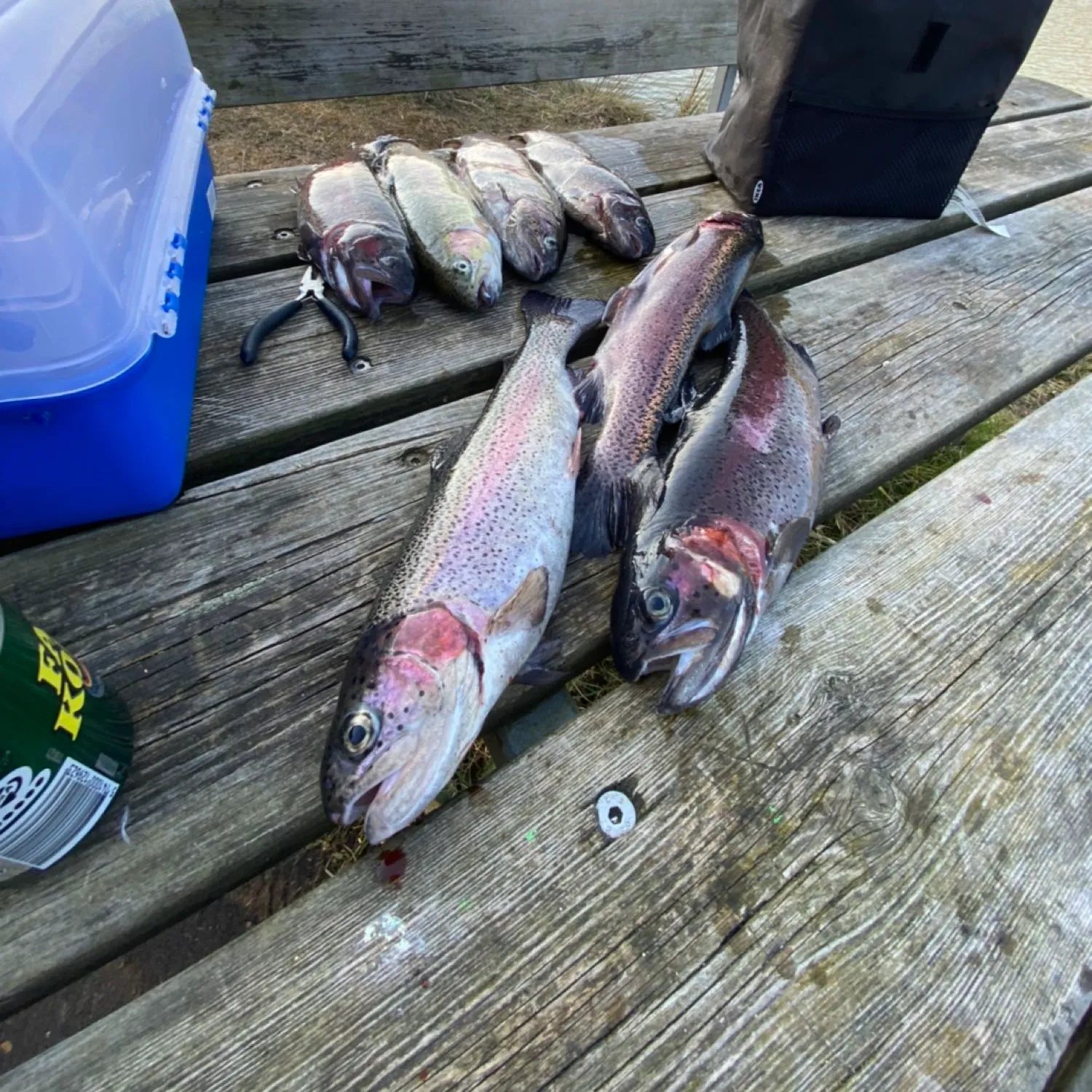 recently logged catches