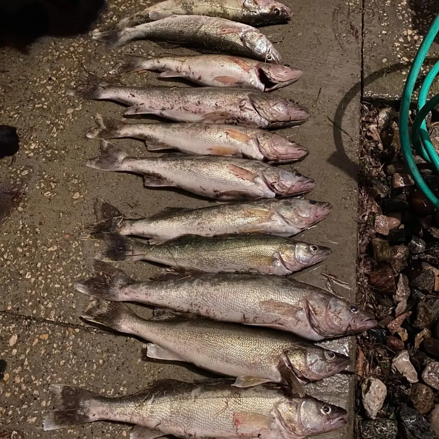 recently logged catches