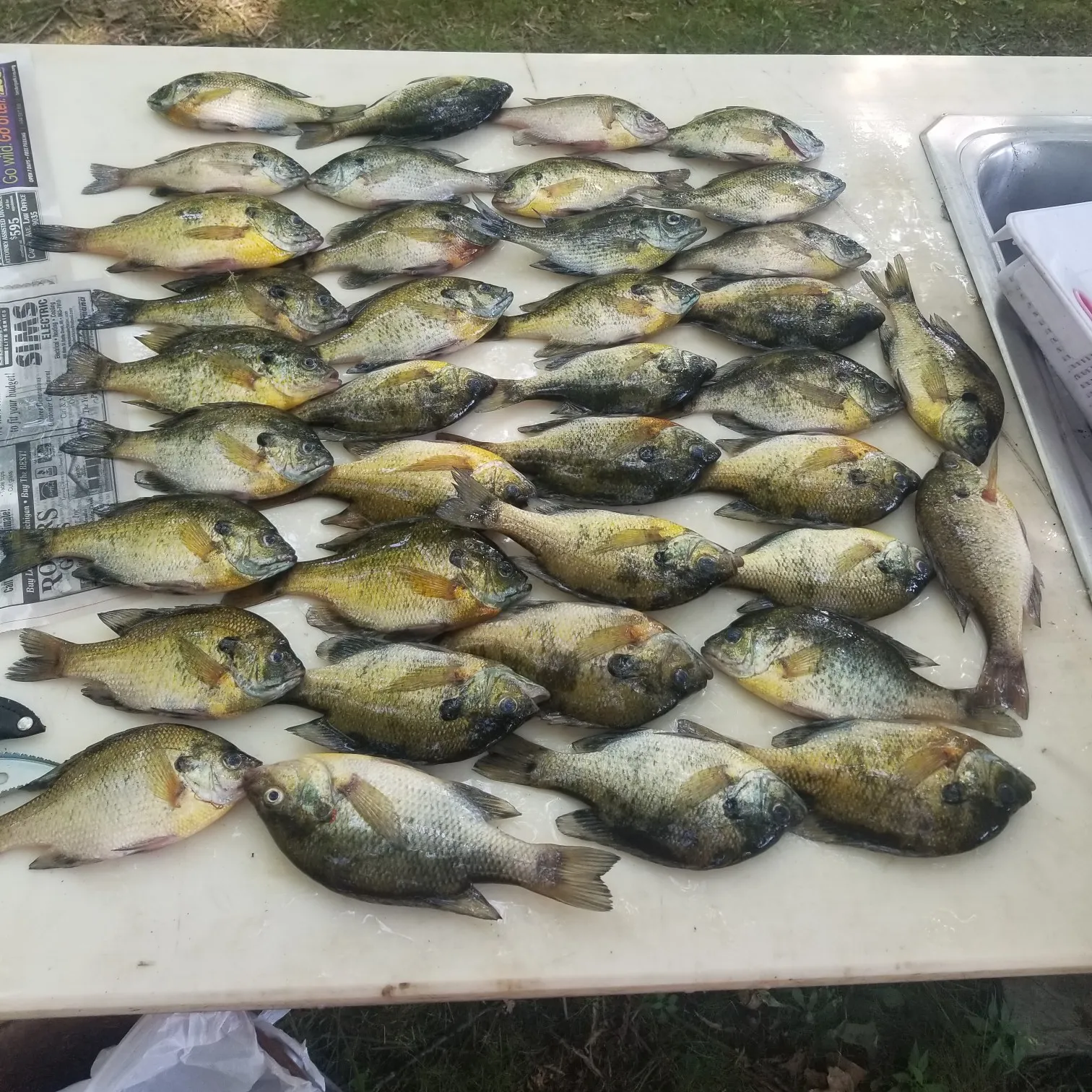 recently logged catches