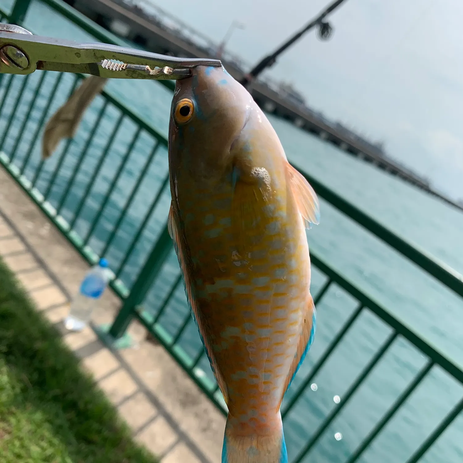 The most popular recent Blue-barred parrotfish catch on Fishbrain