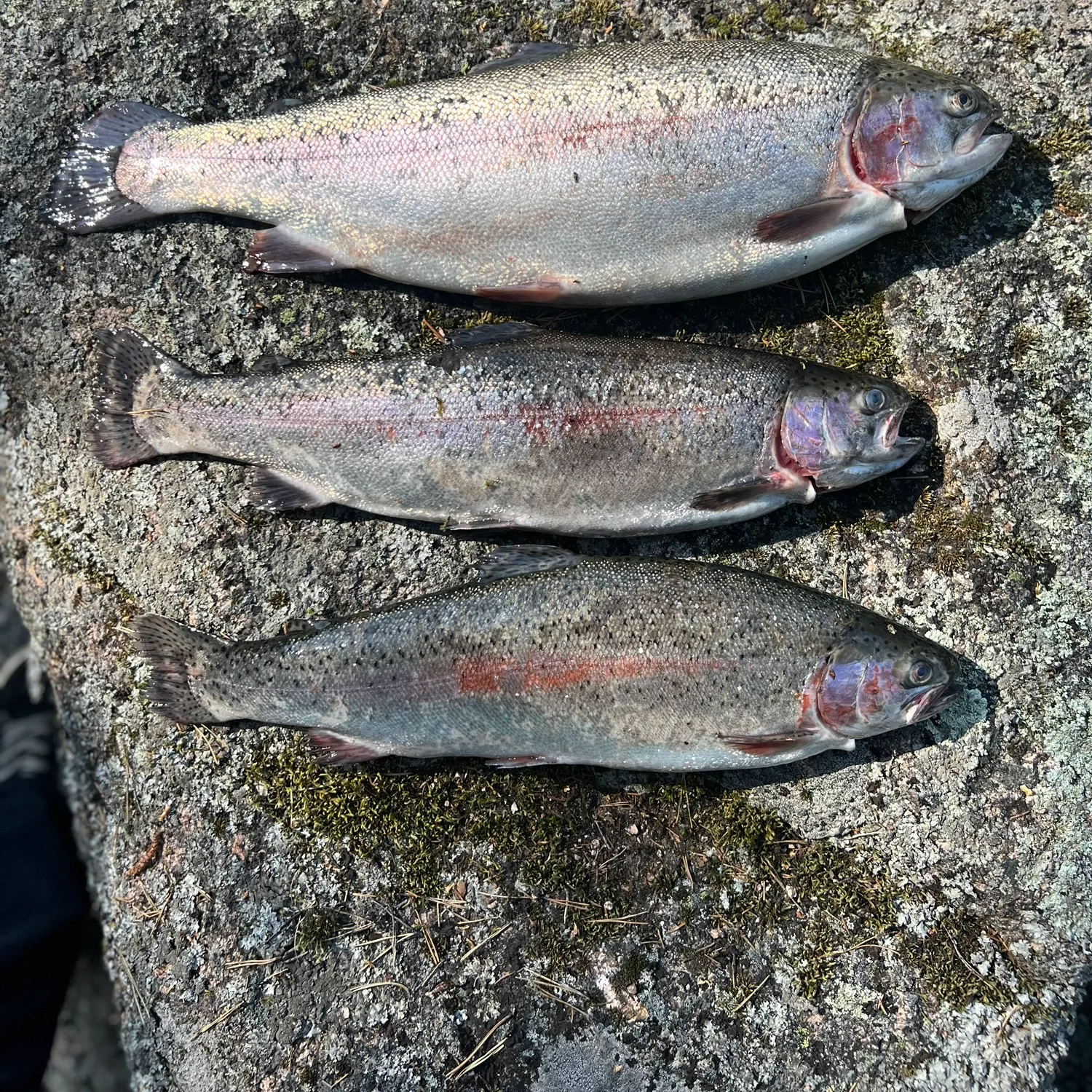 recently logged catches