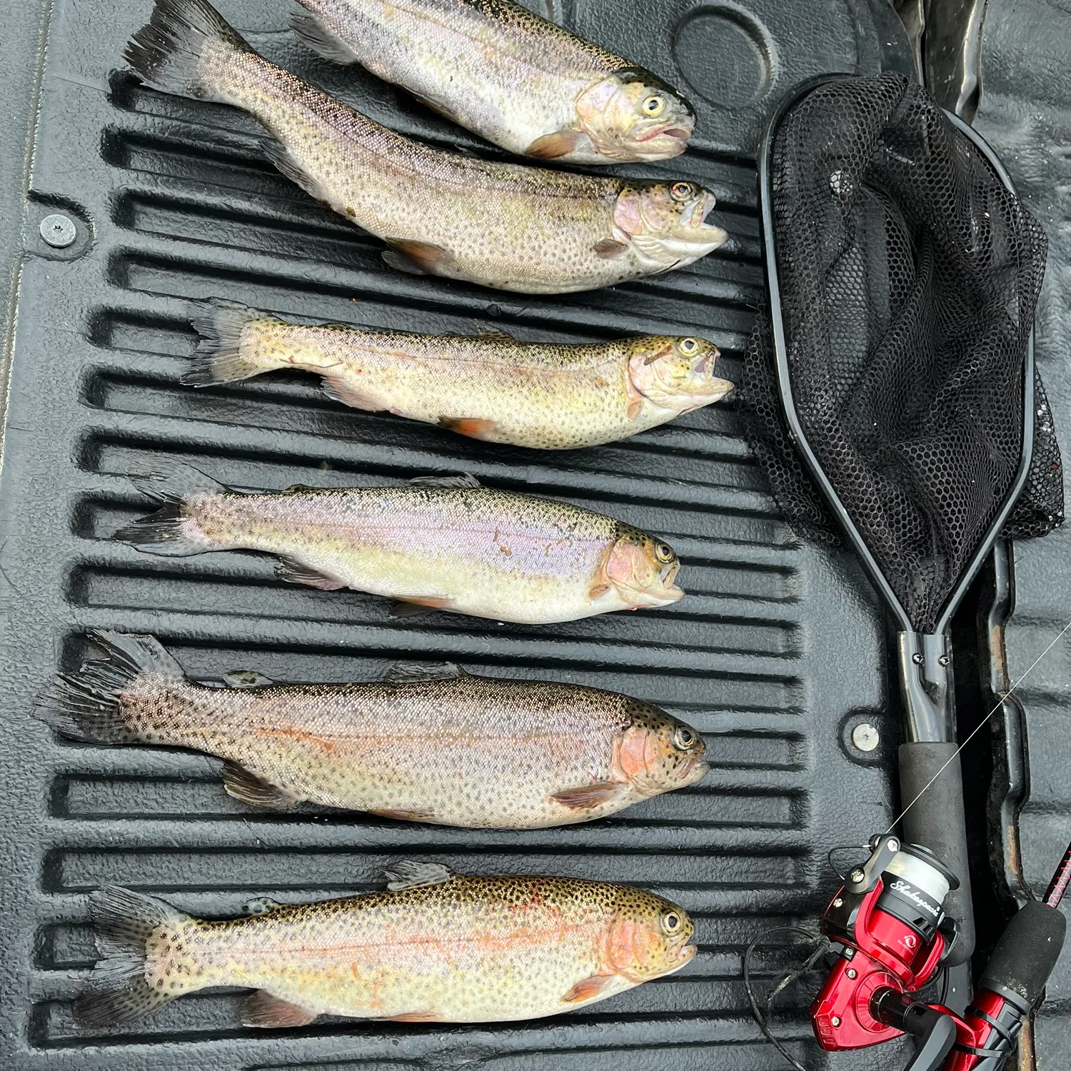 recently logged catches