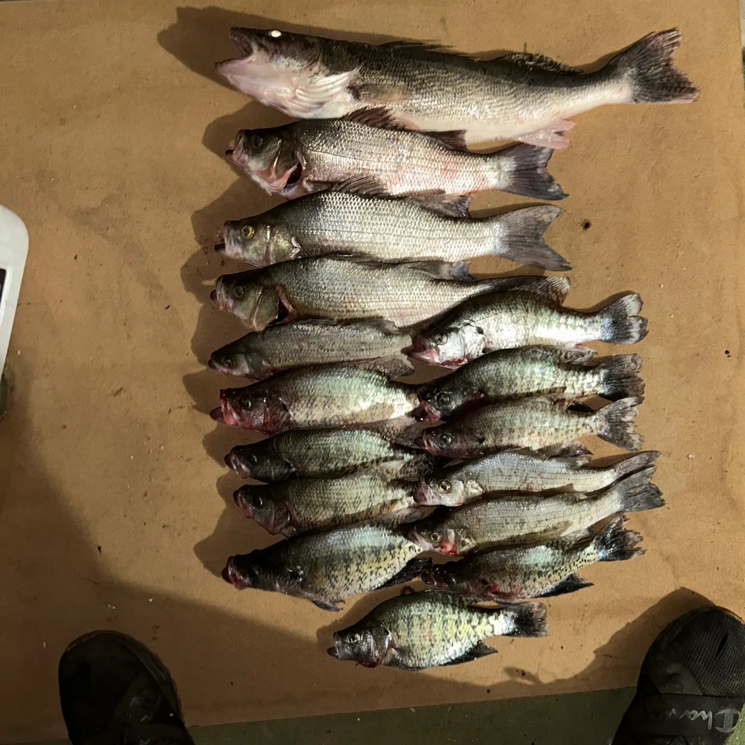 recently logged catches