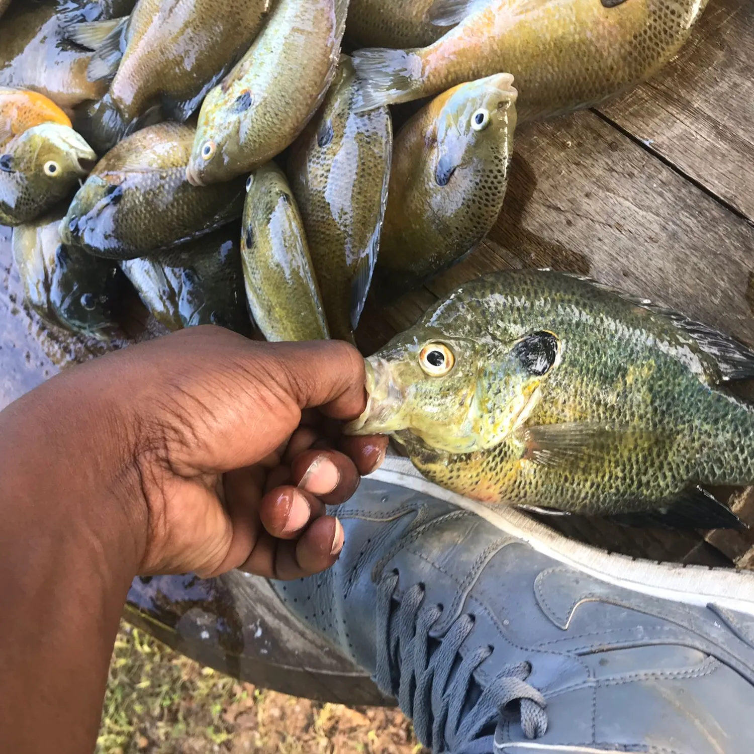 recently logged catches