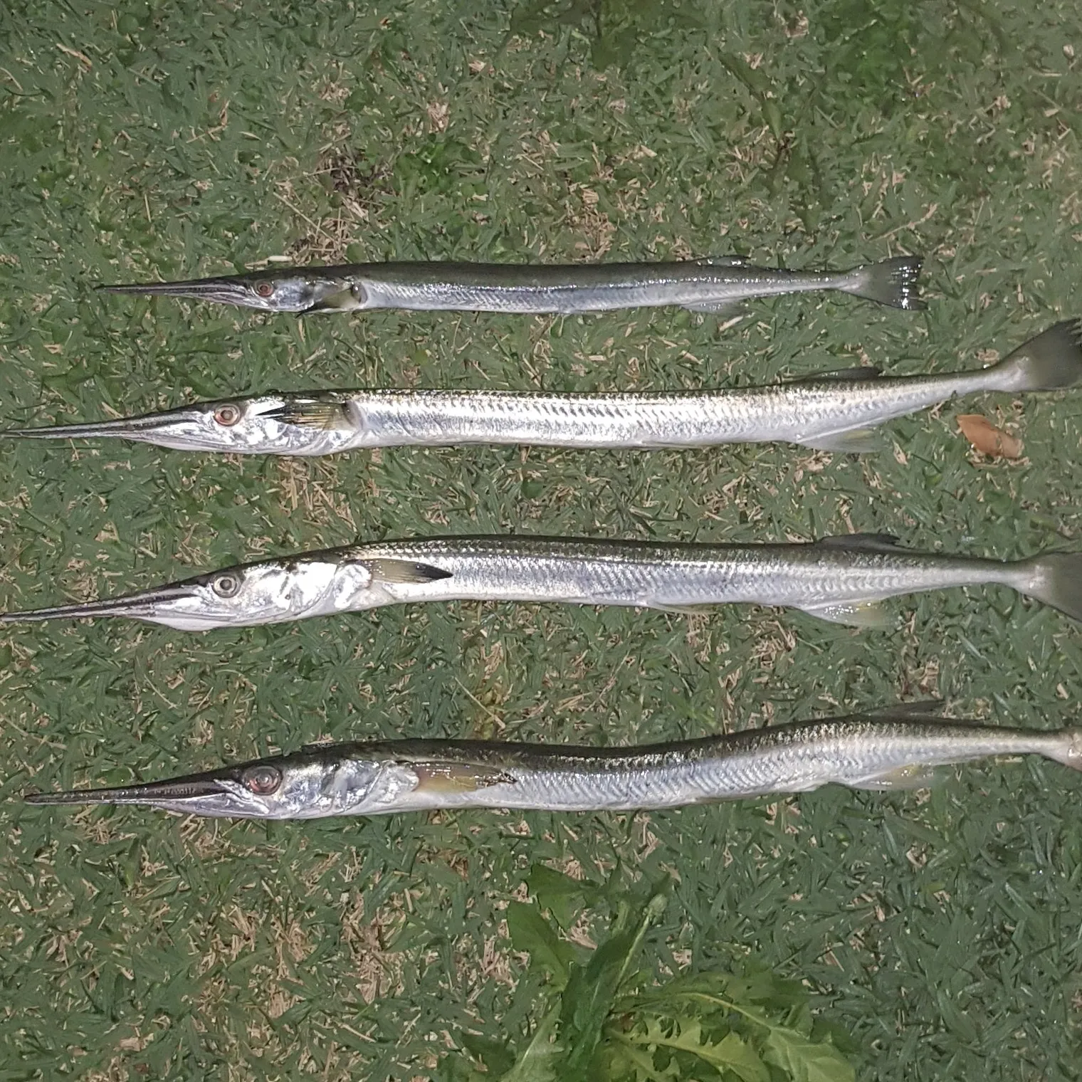 recently logged catches