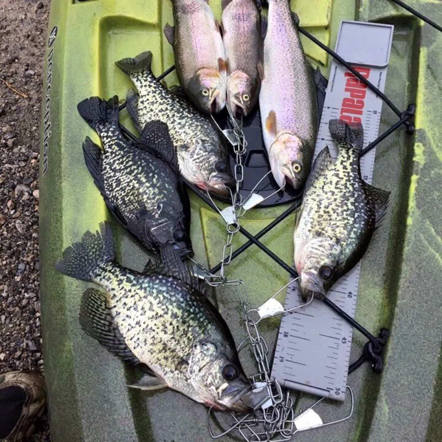 recently logged catches