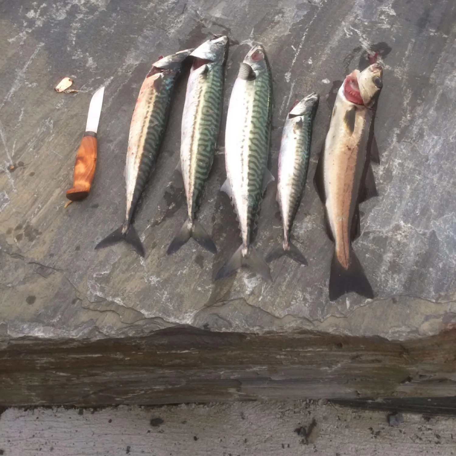 recently logged catches