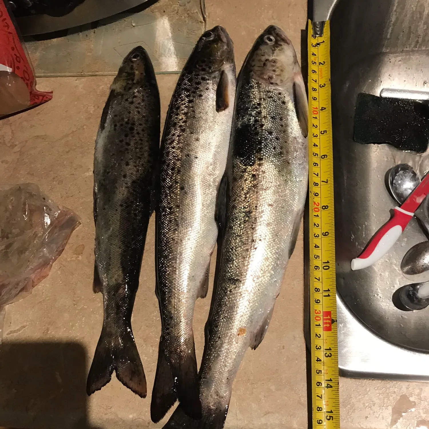 recently logged catches