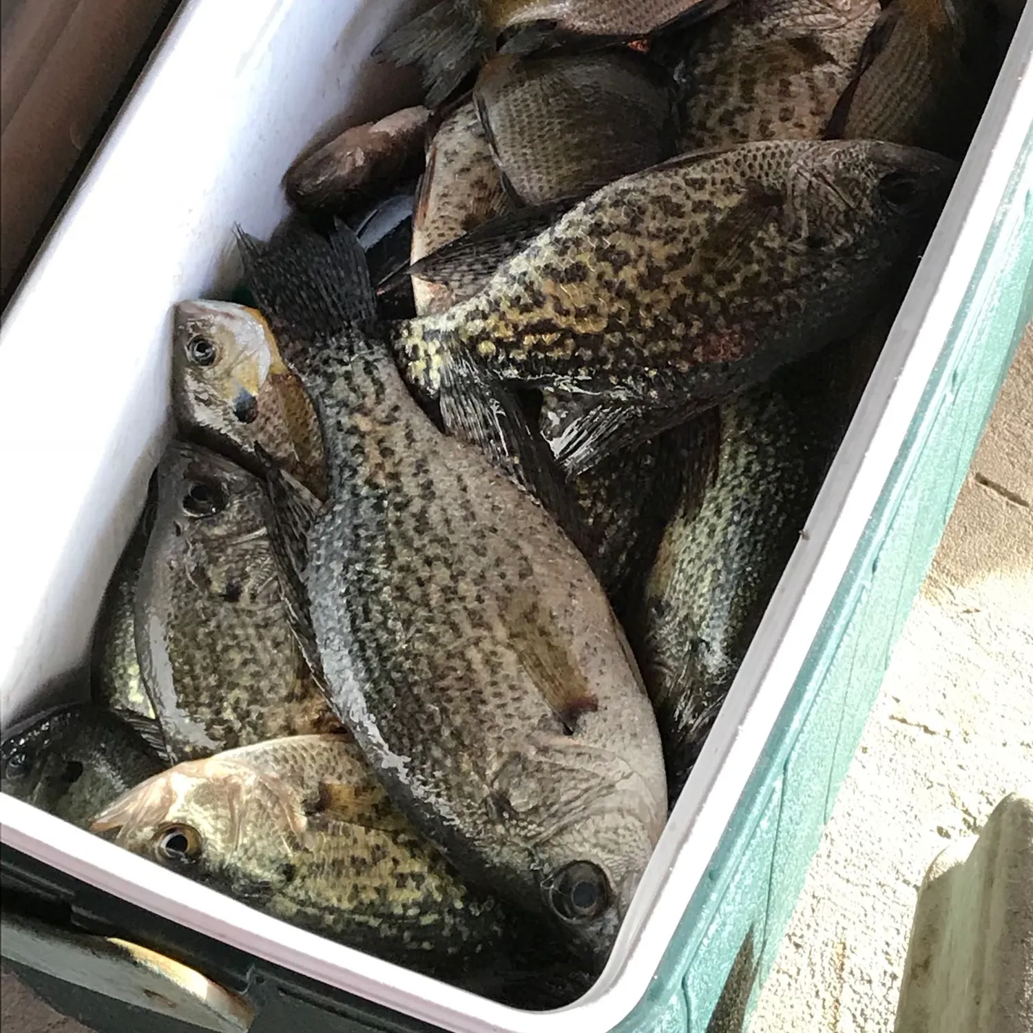 recently logged catches