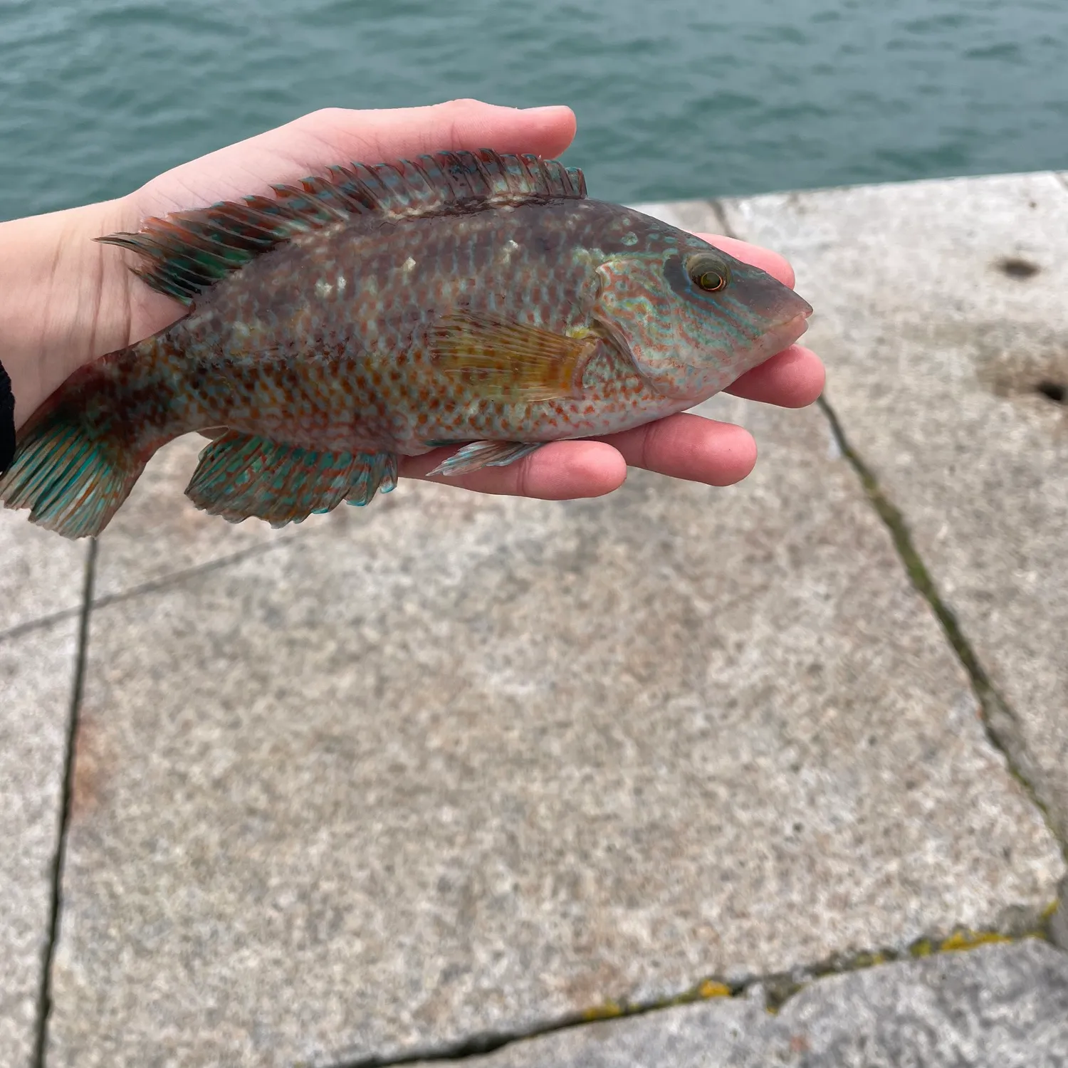 The most popular recent Corkwing wrasse catch on Fishbrain