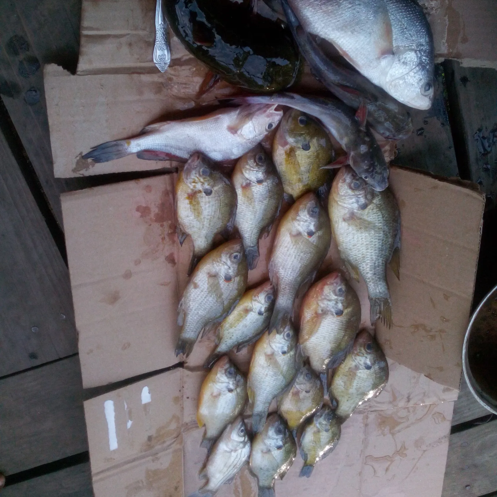 recently logged catches