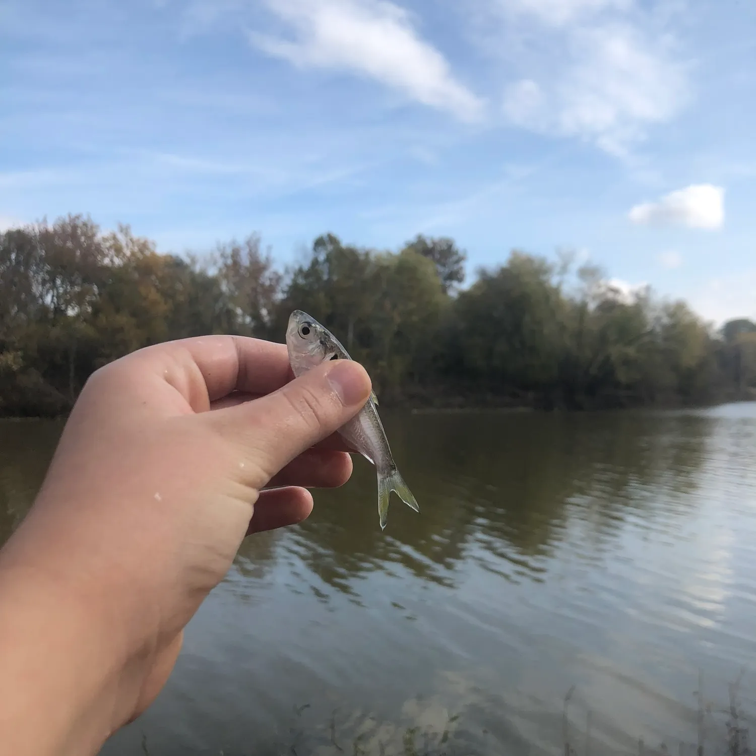 The most popular recent Threadfin shad catch on Fishbrain