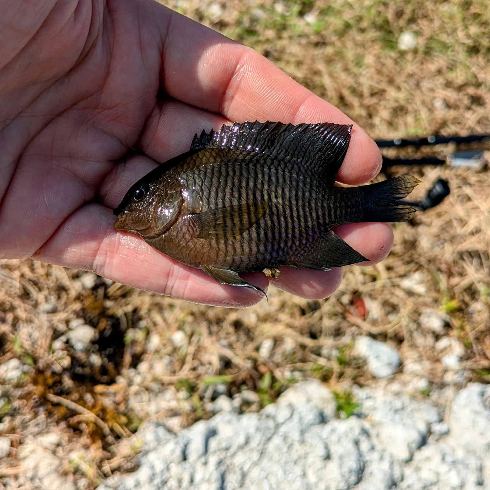 The most popular recent Dusky damselfish catch on Fishbrain