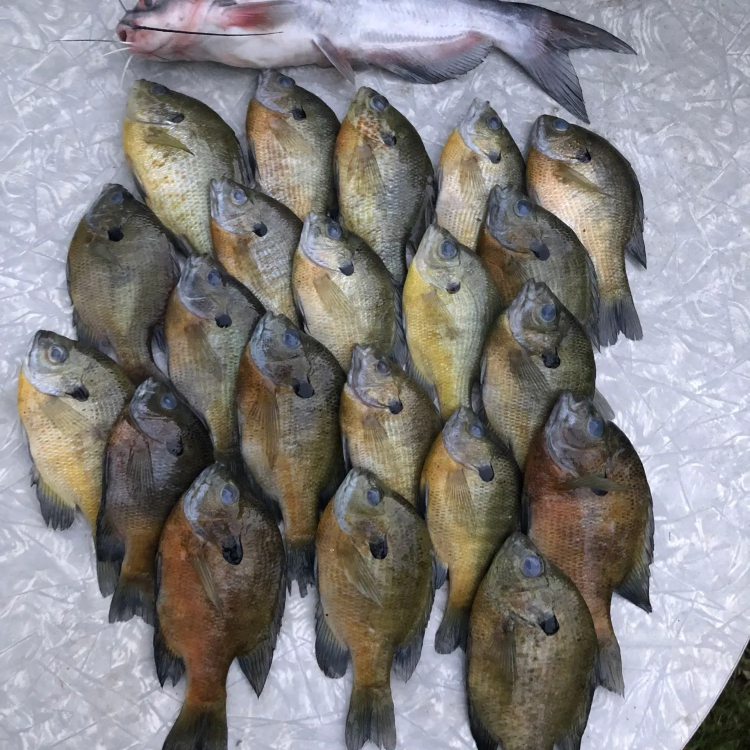 recently logged catches