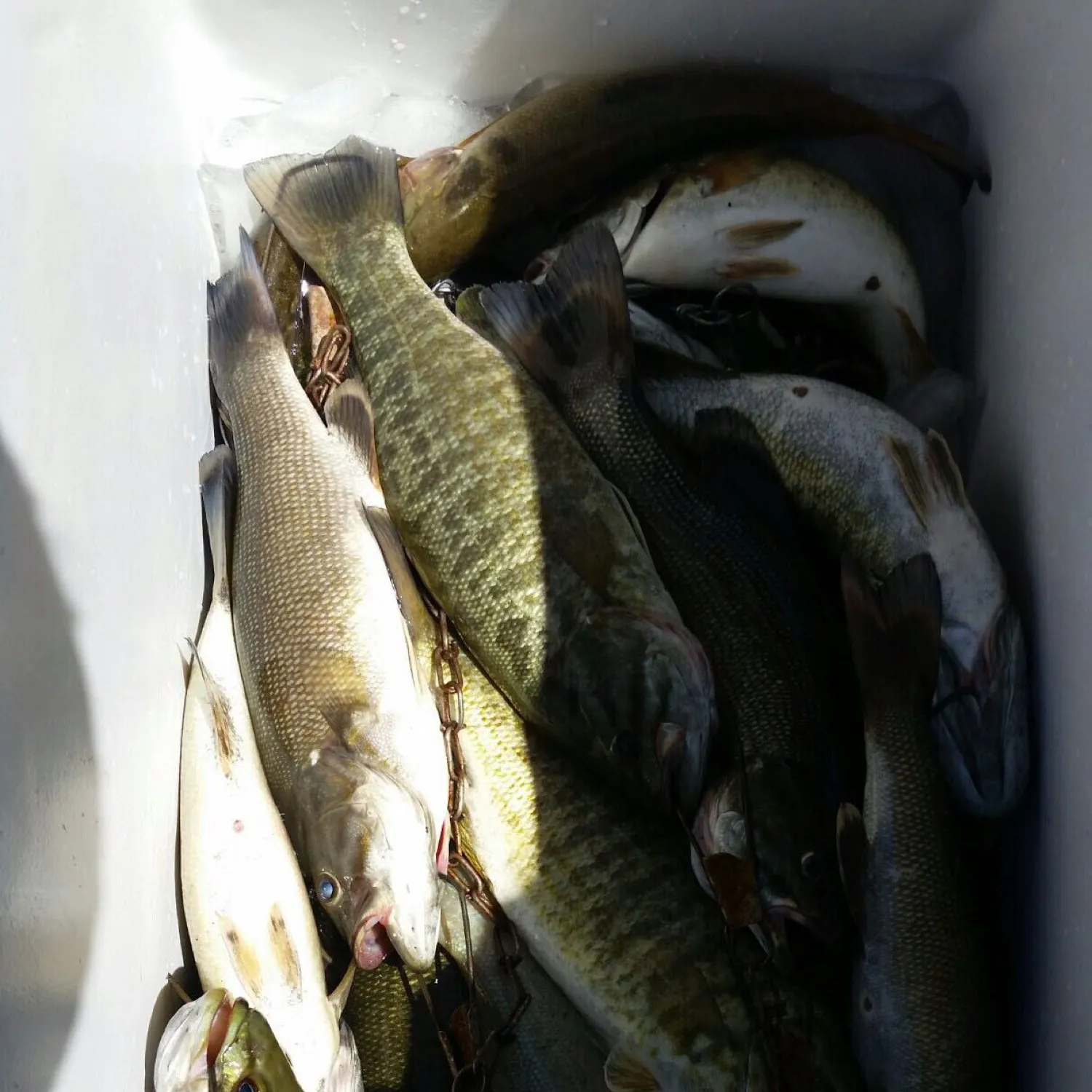 recently logged catches