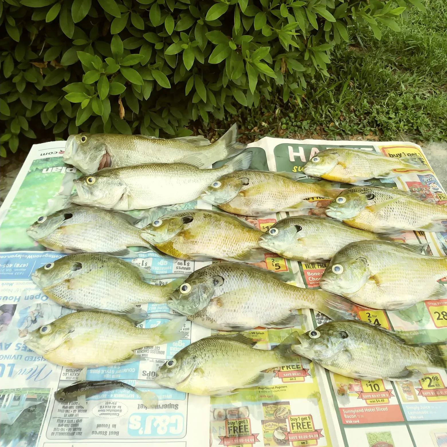 recently logged catches