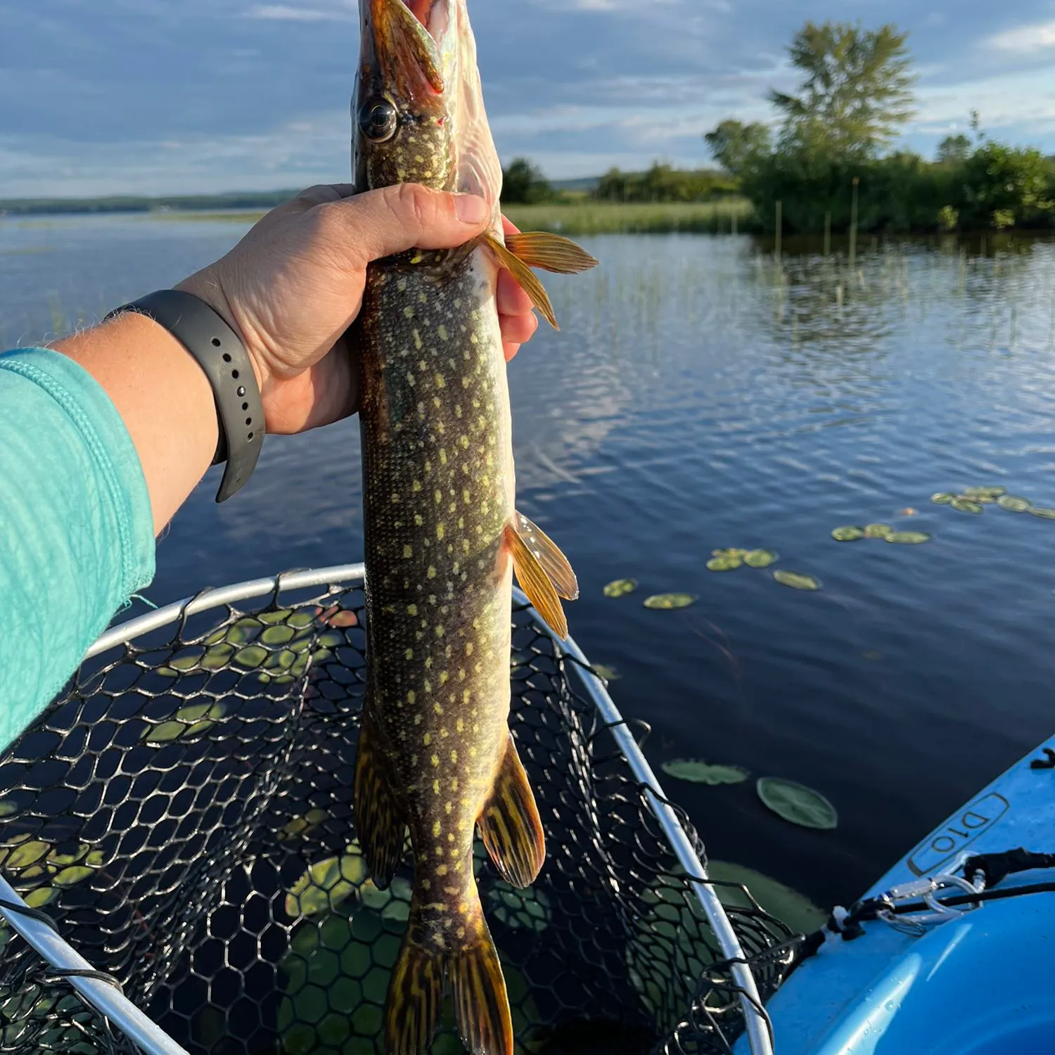 recently logged catches