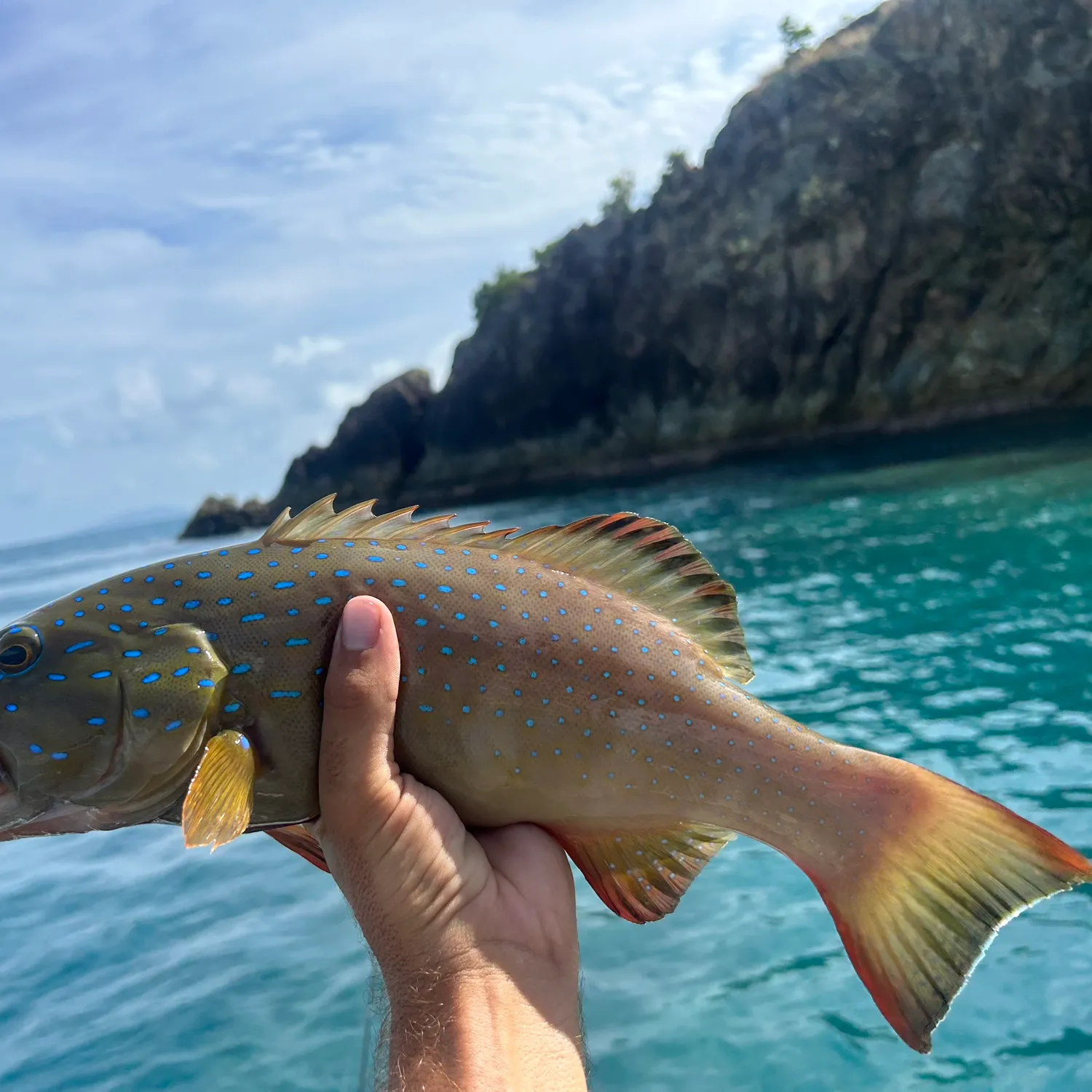 The most popular recent Spotted coralgrouper catch on Fishbrain