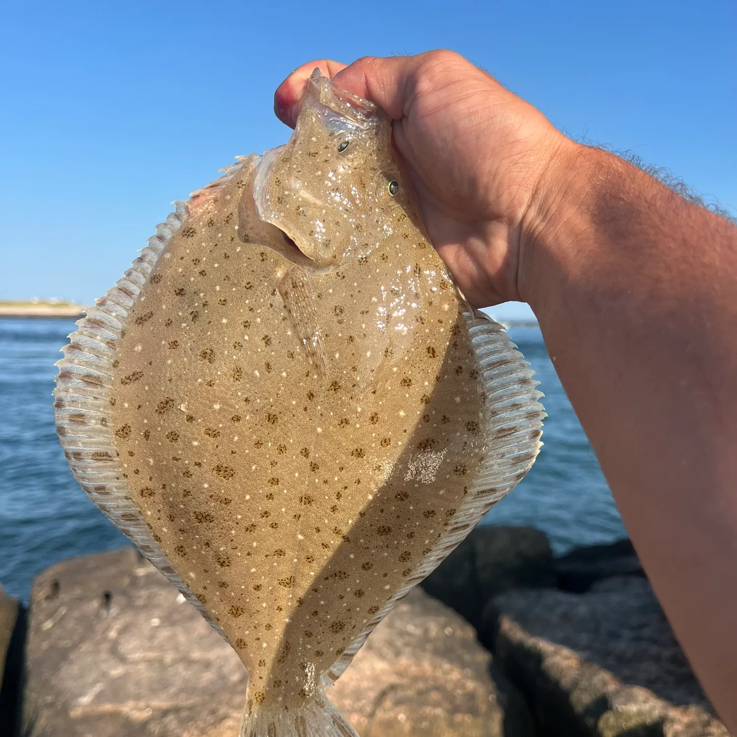 The most popular recent Windowpane flounder catch on Fishbrain