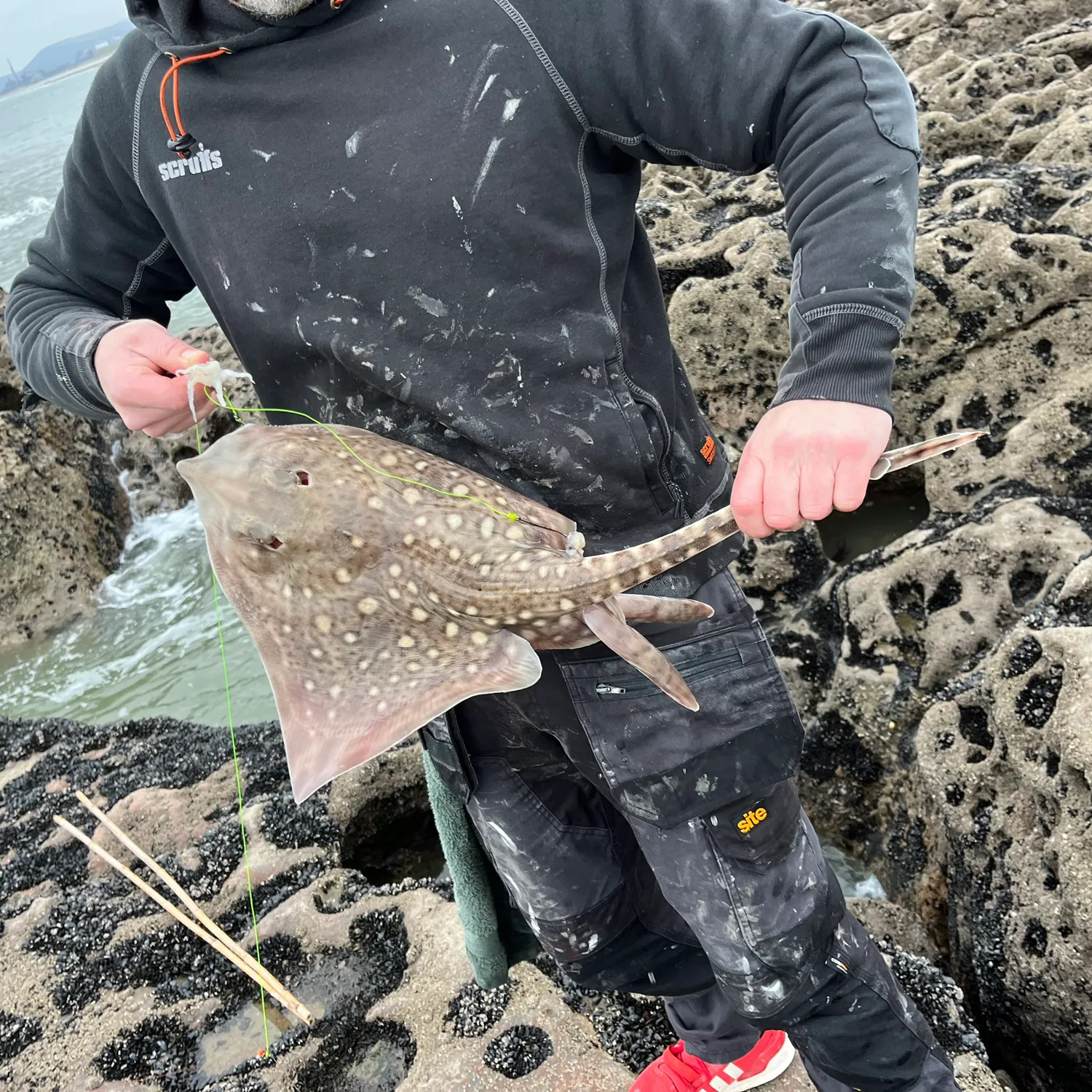 The most popular recent Thornback ray catch on Fishbrain