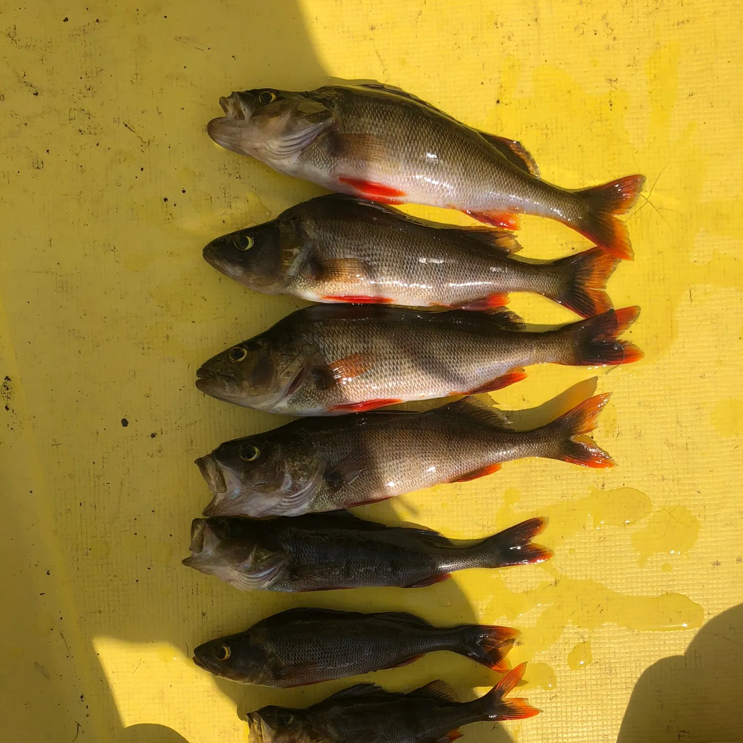 recently logged catches