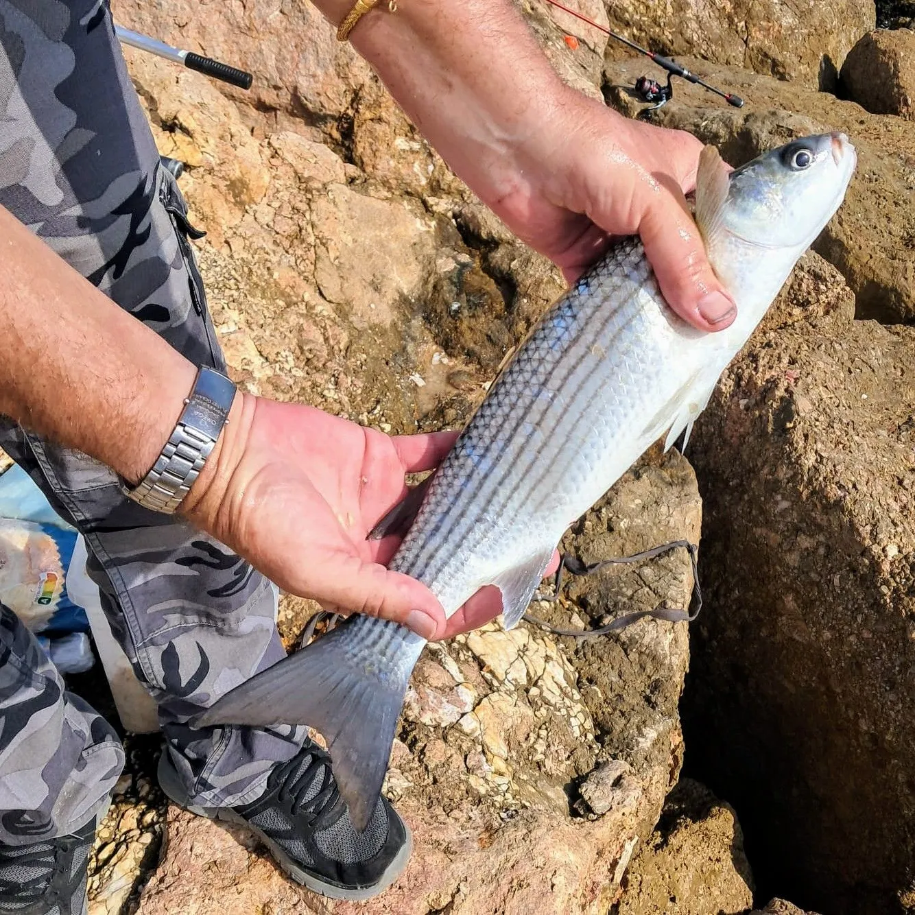 The most popular recent Golden grey mullet catch on Fishbrain