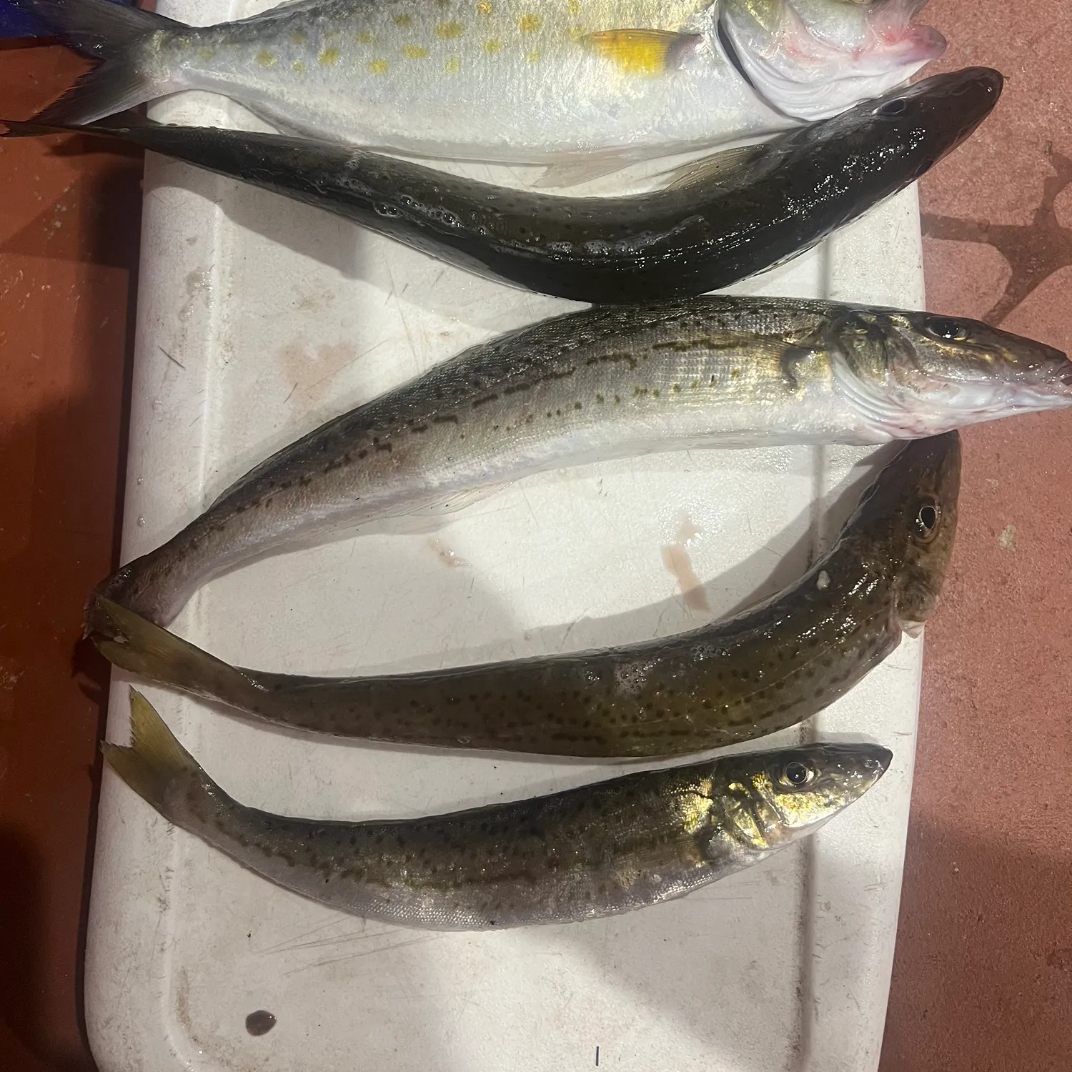 recently logged catches