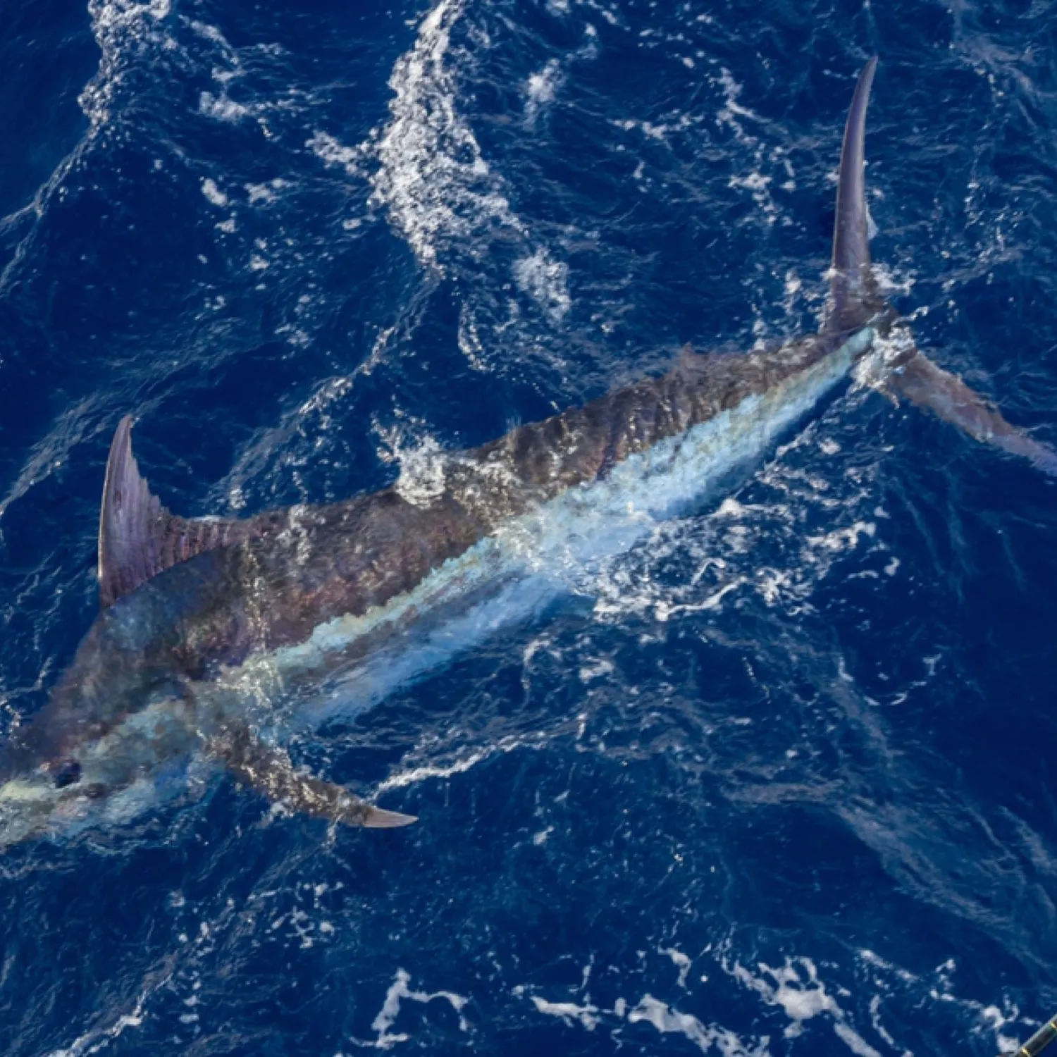 The most popular recent Atlantic blue marlin catch on Fishbrain