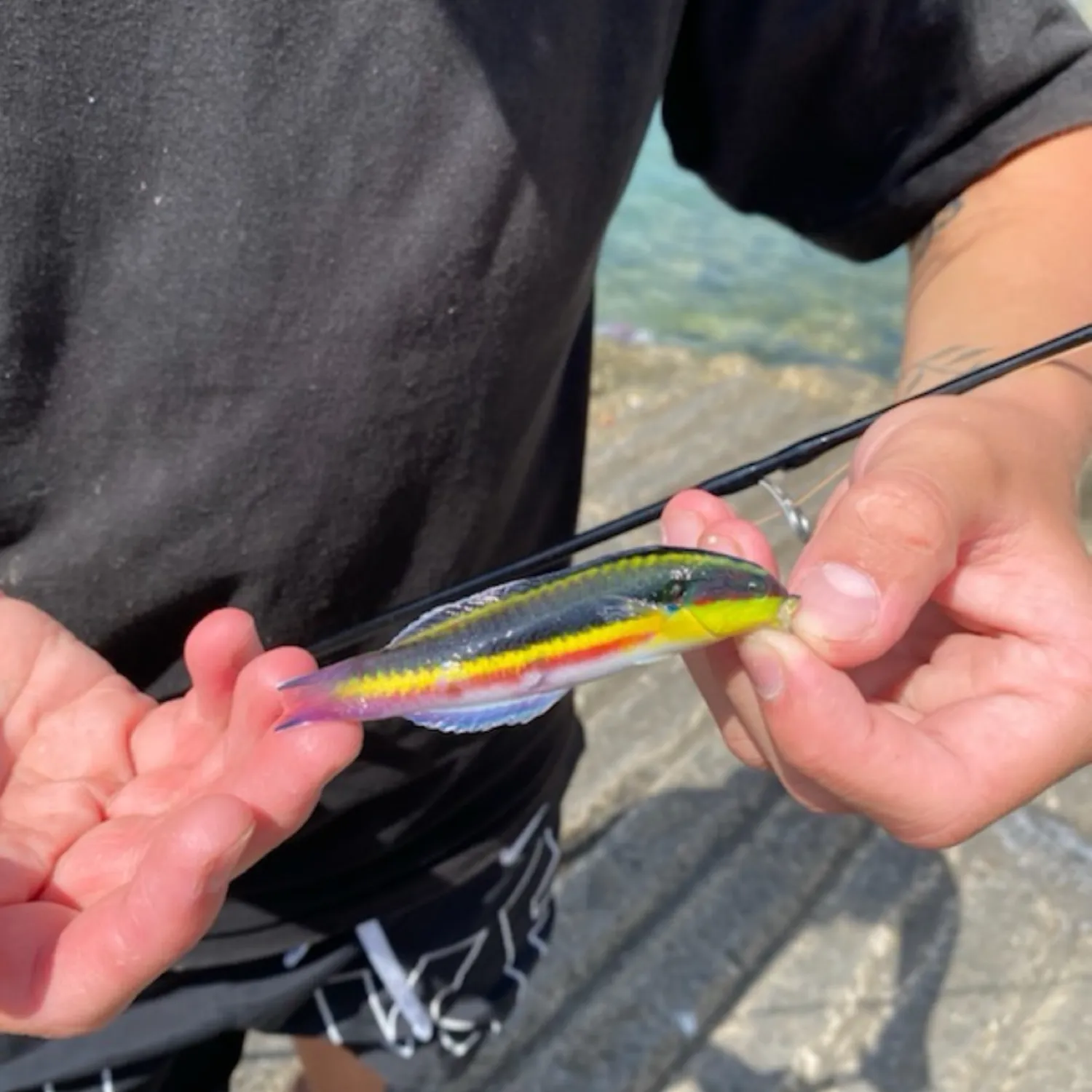 The most popular recent Cortez rainbow wrasse catch on Fishbrain