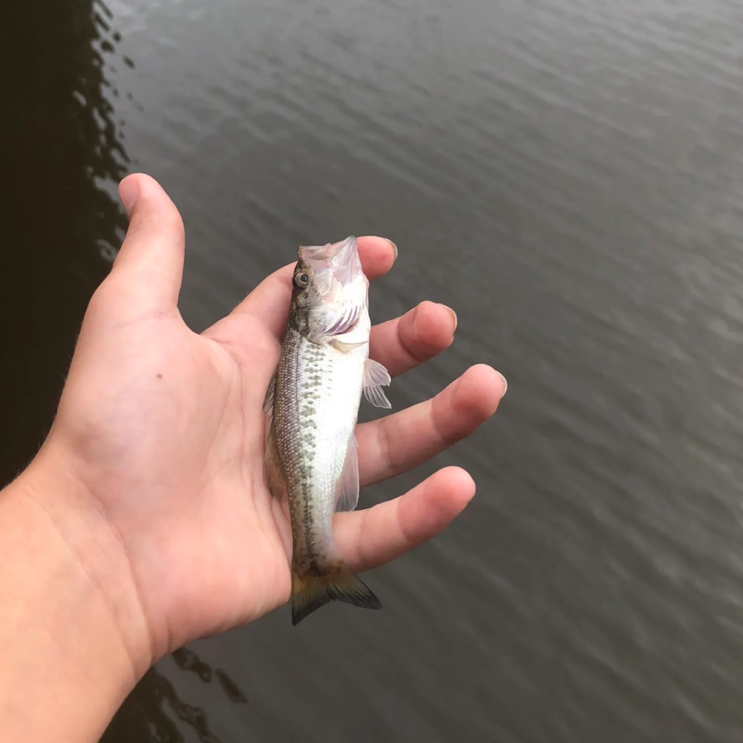 The most popular recent Choctaw bass catch on Fishbrain