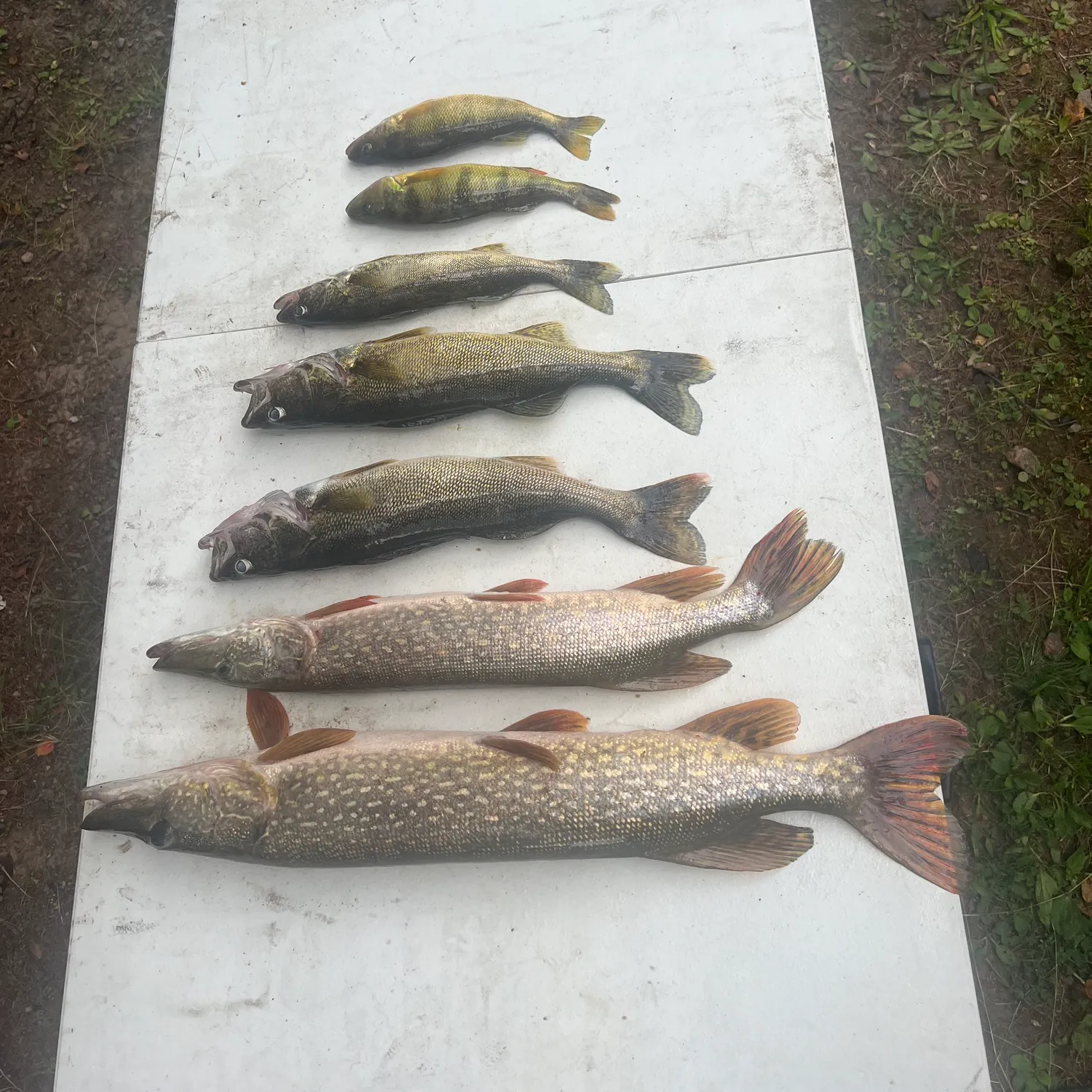 recently logged catches