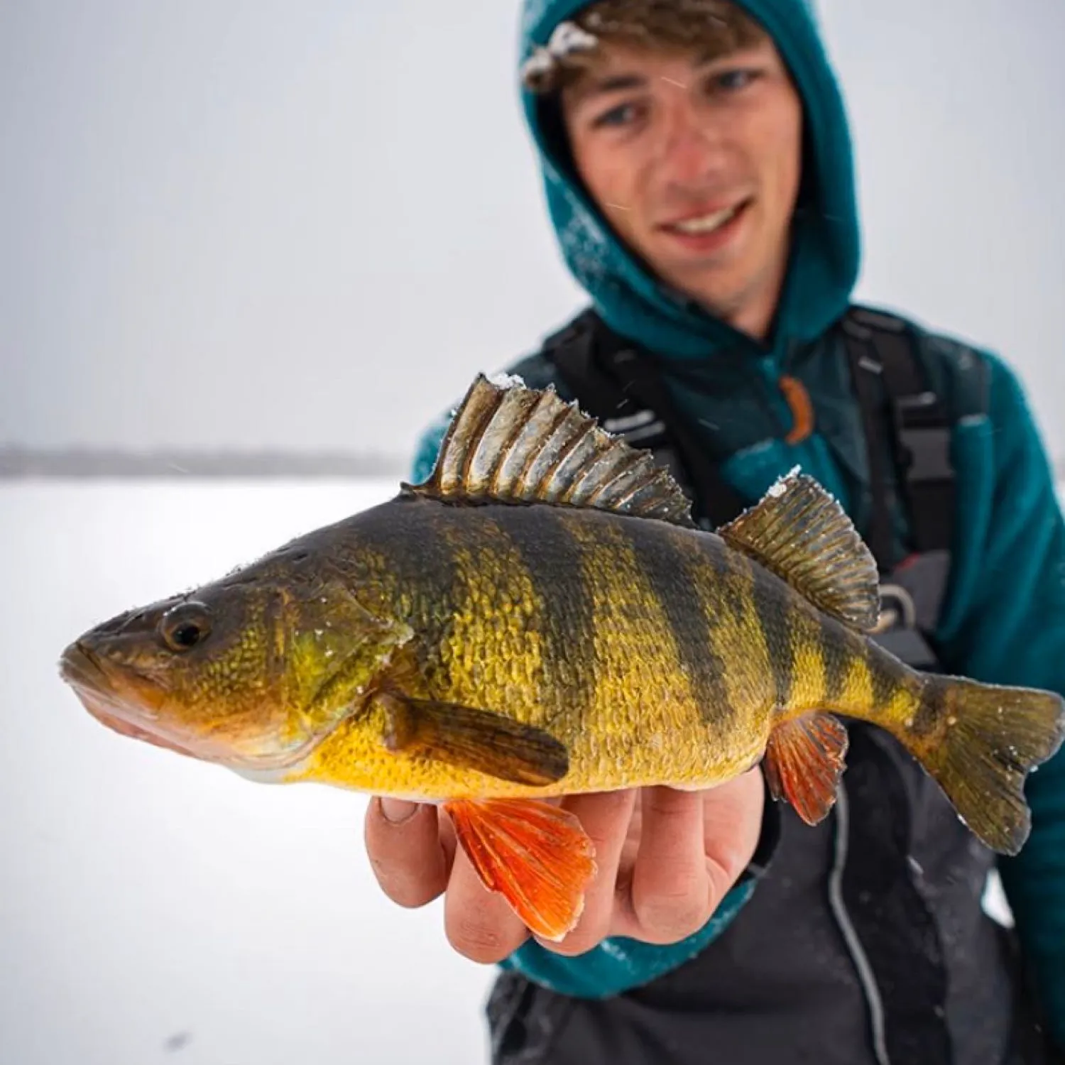 The most popular recent Yellow perch catch on Fishbrain