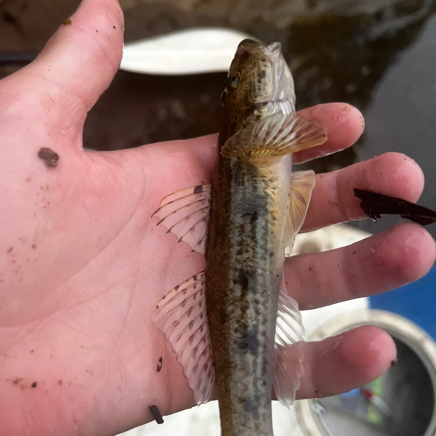 The most popular recent Common goby catch on Fishbrain