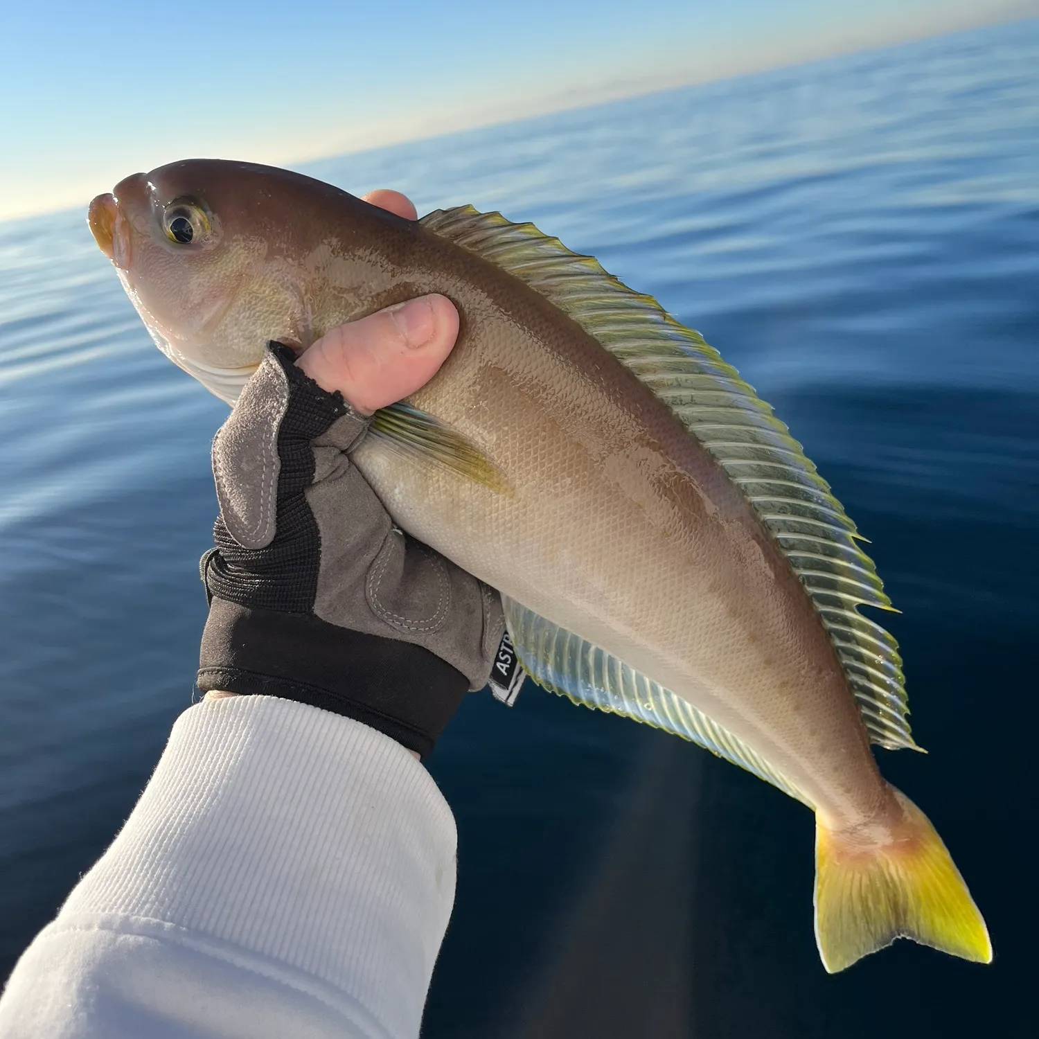 The most popular recent Ocean whitefish catch on Fishbrain