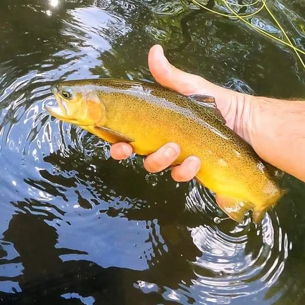 The most popular recent Gila trout catch on Fishbrain