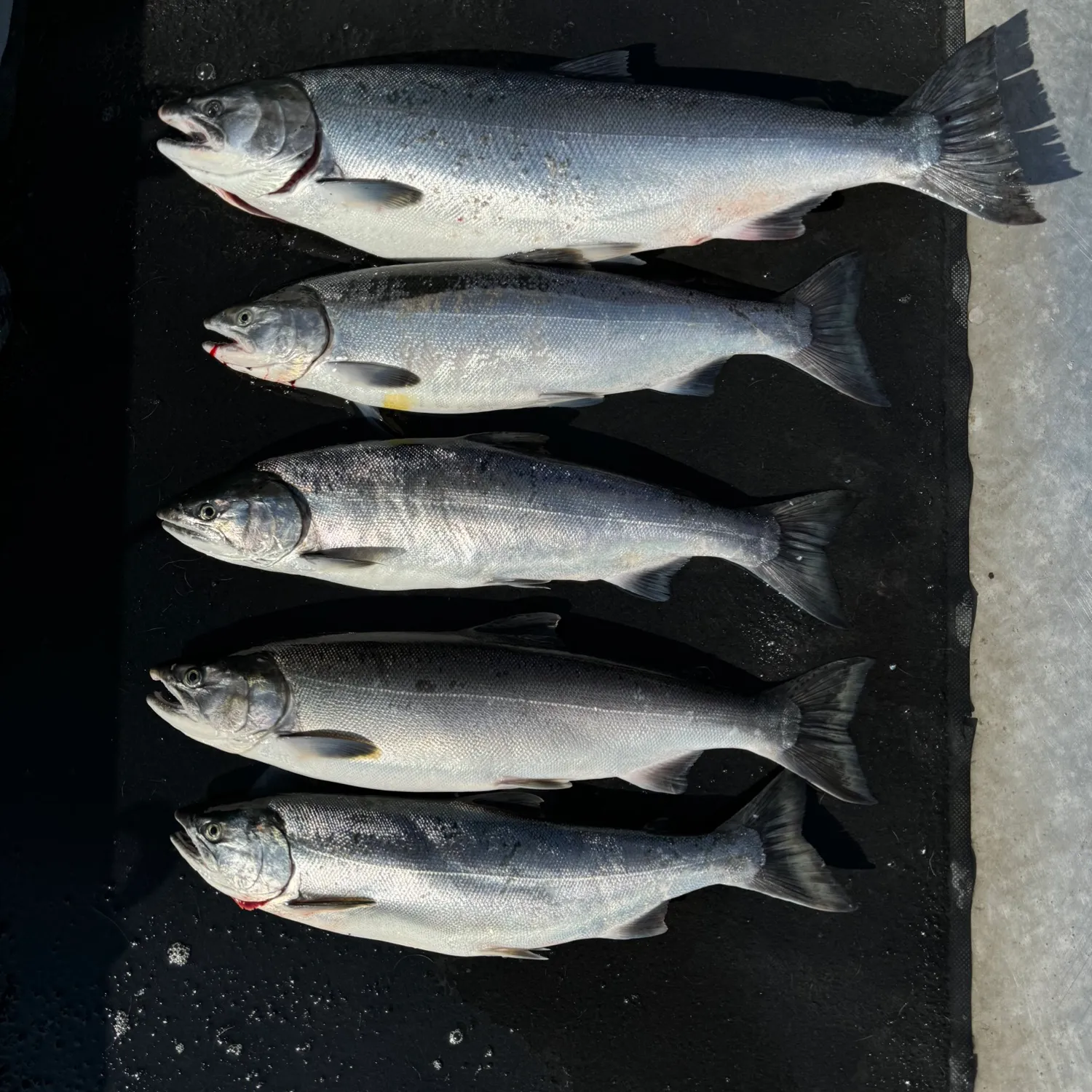 recently logged catches