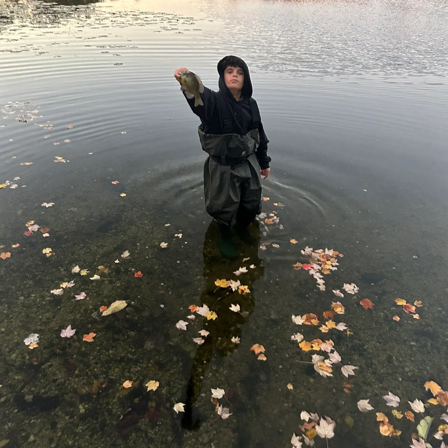 The most popular recent Pumpkinseed x Green sunfish catch on Fishbrain