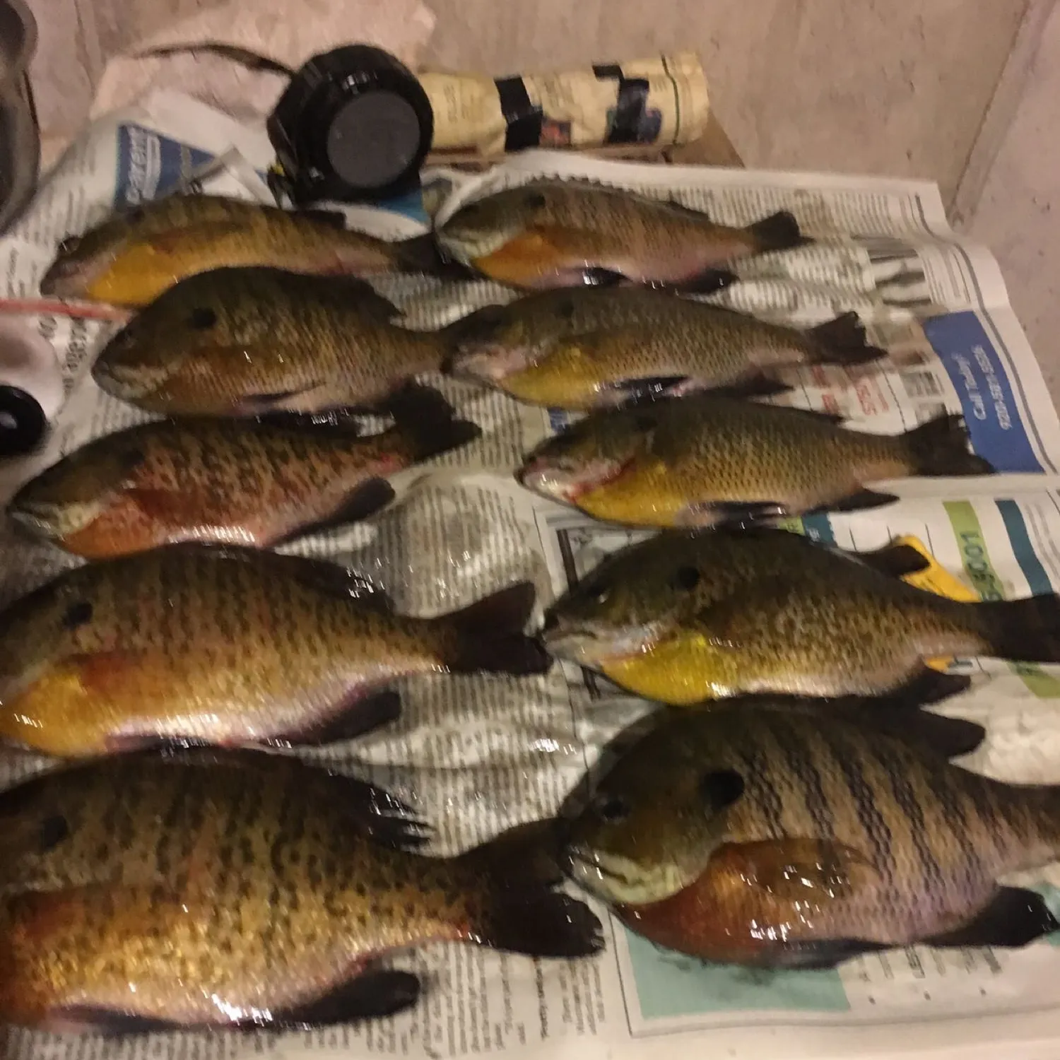 recently logged catches