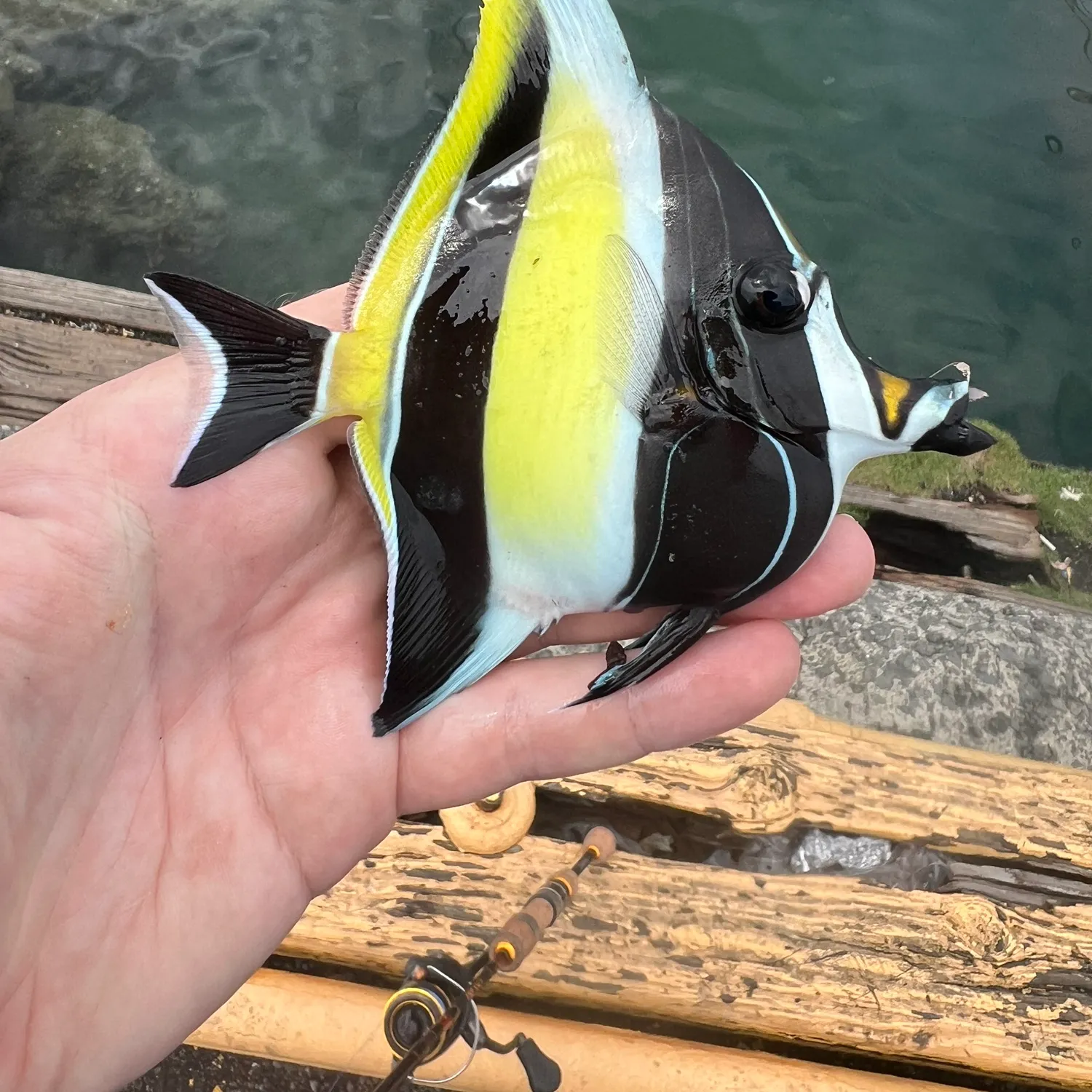 The most popular recent Moorish idol catch on Fishbrain