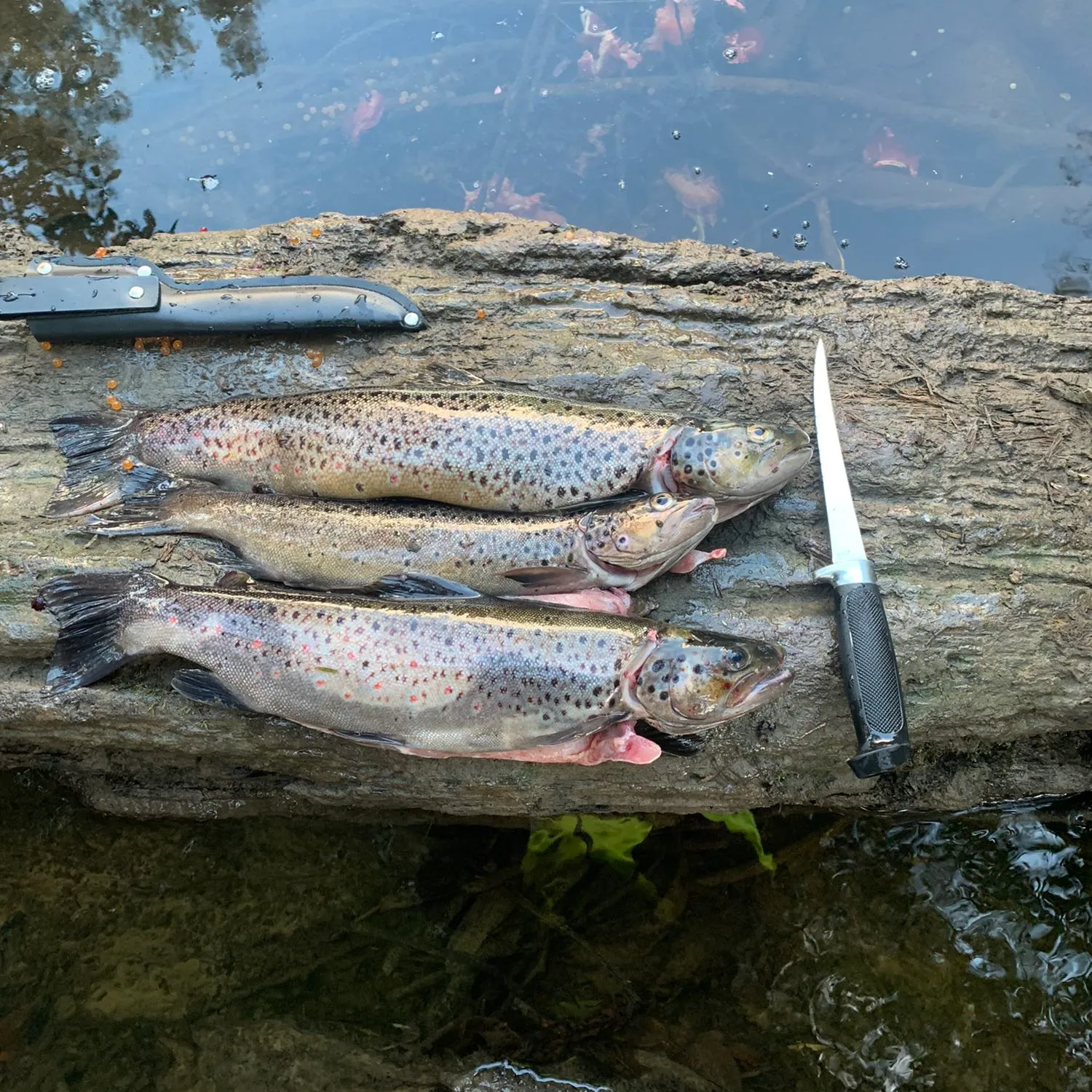 recently logged catches