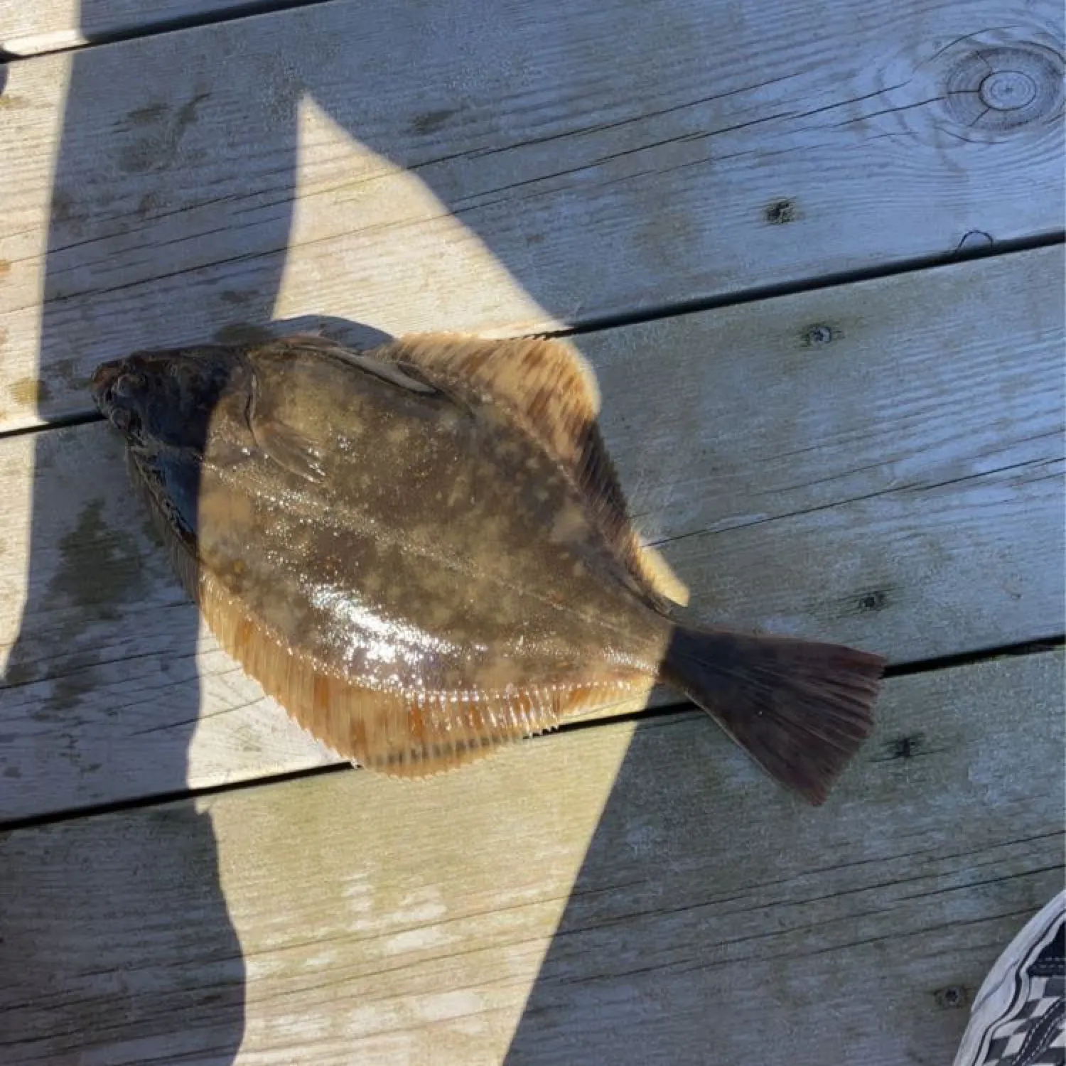 The most popular recent European plaice catch on Fishbrain